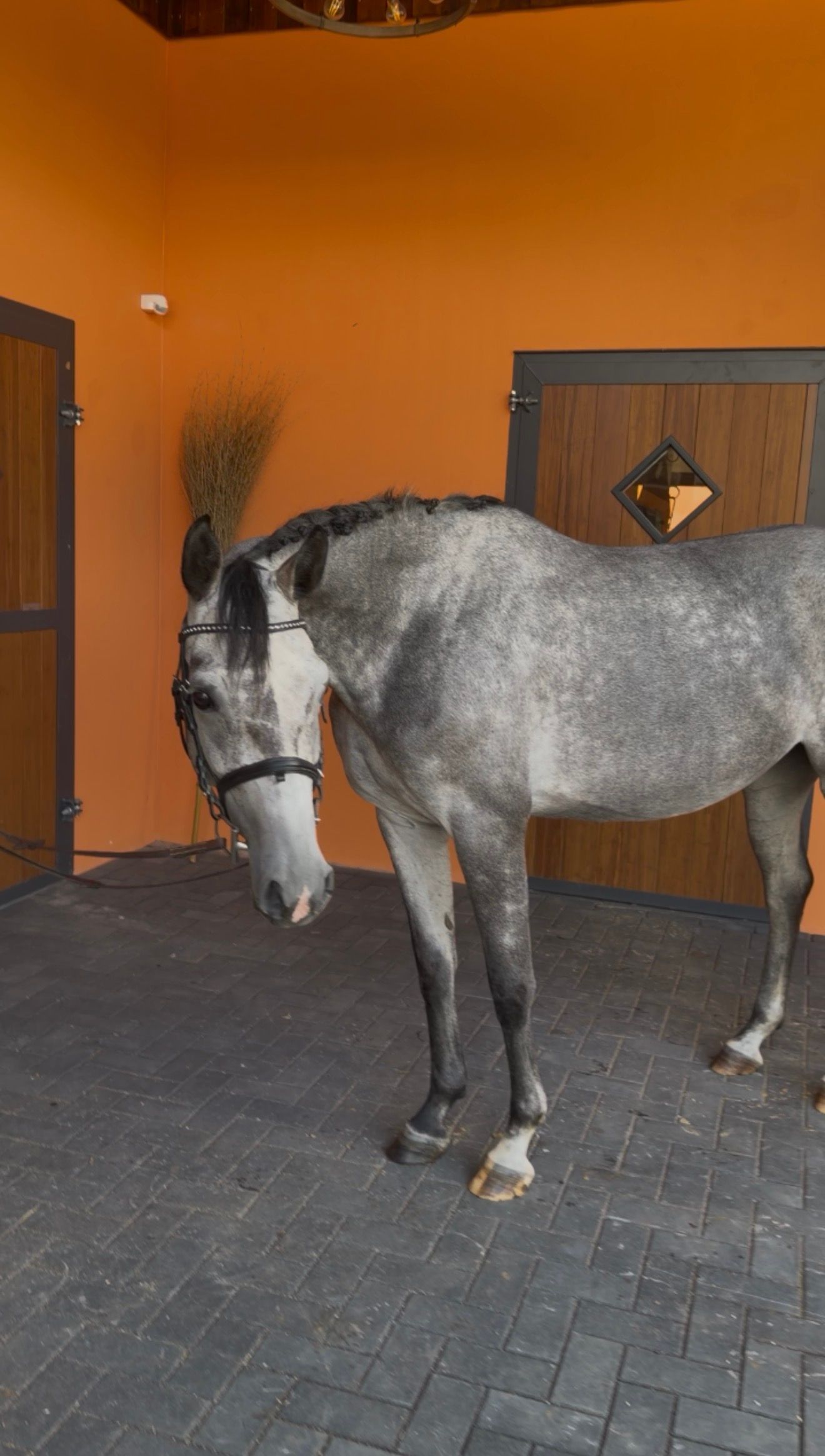 westfalen springpaard merrie 4 years old schimmel for sale - Photo 3
