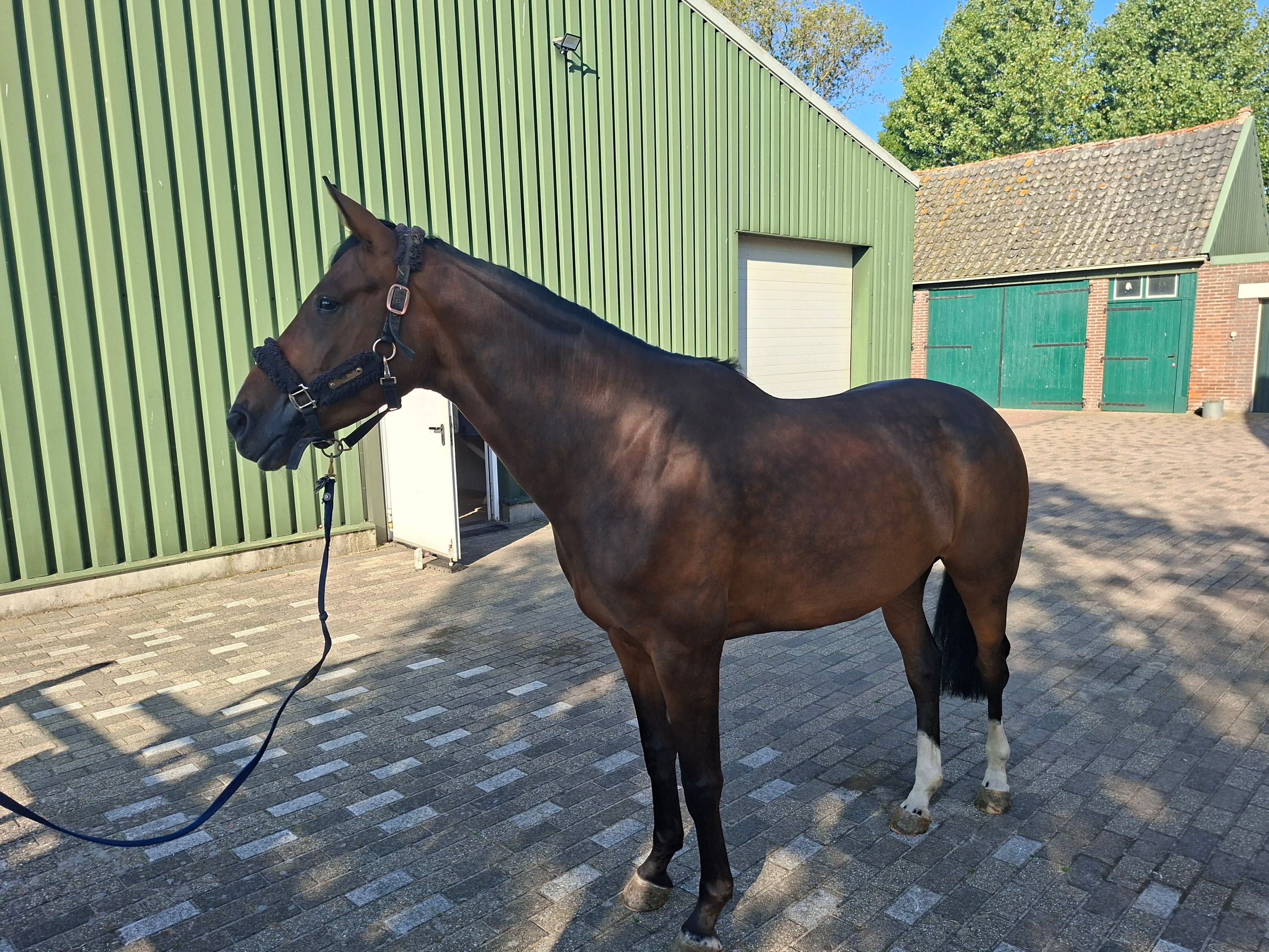 kwpn springpaard merrie 6 år bruin till salu - Foto 3