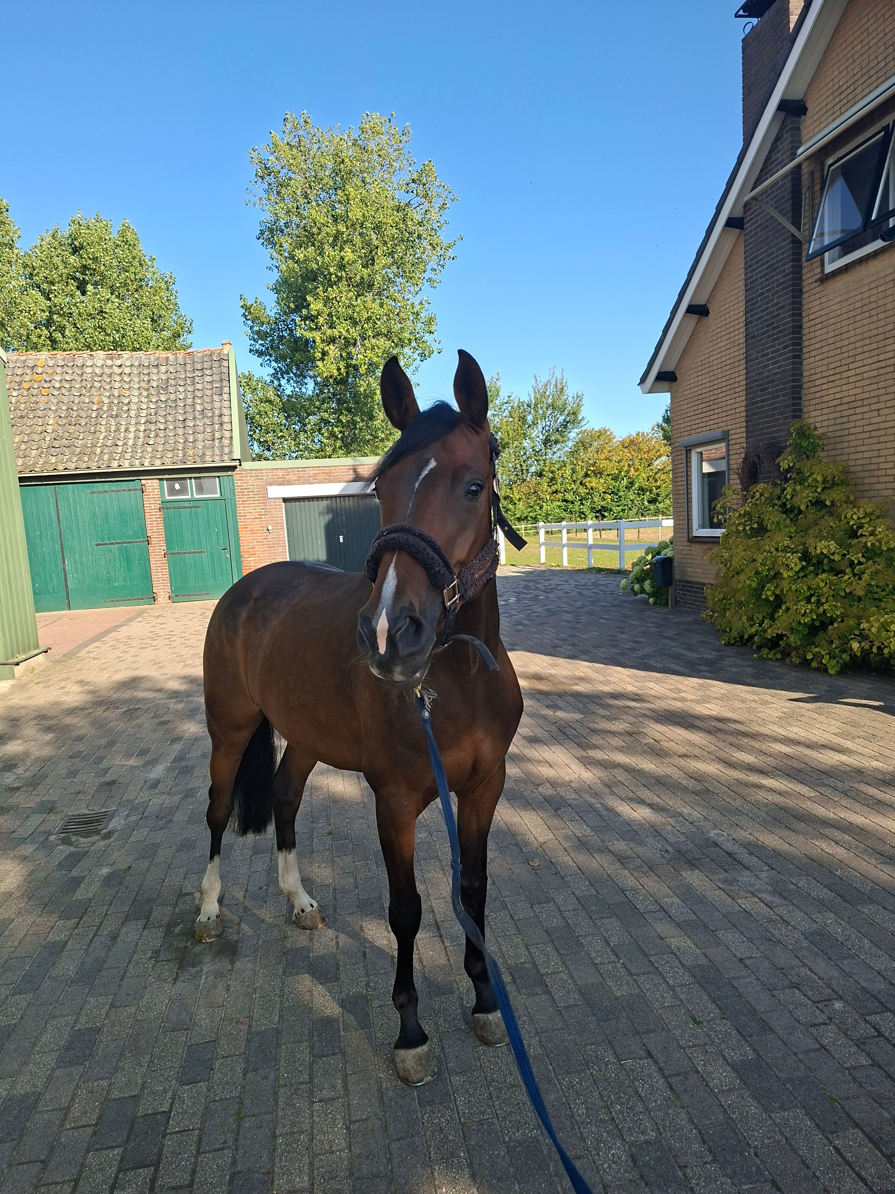 kwpn springpaard merrie 6 år bruin till salu - Foto 4