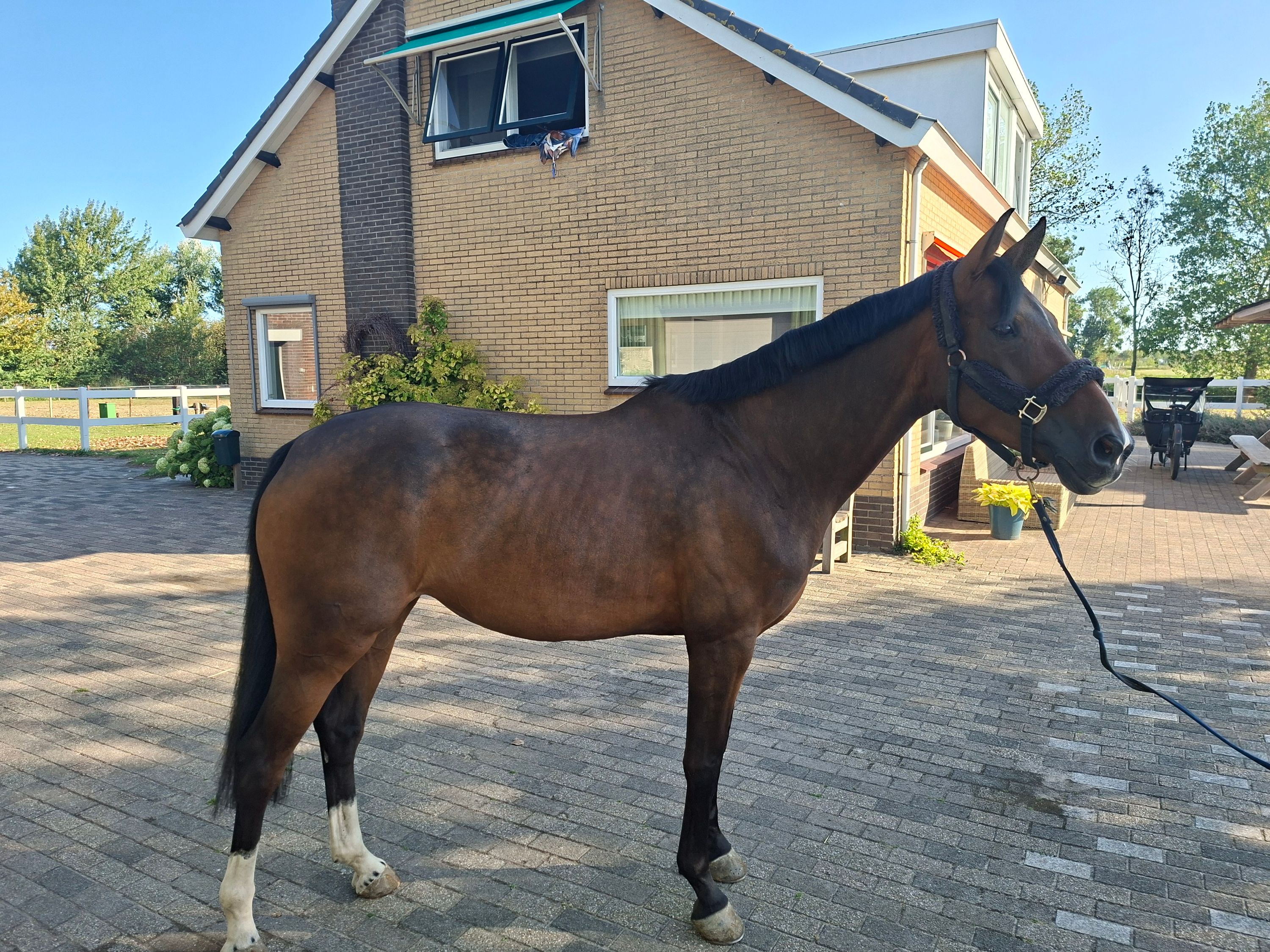 kwpn springpaard merrie 6 år bruin till salu - Foto 6