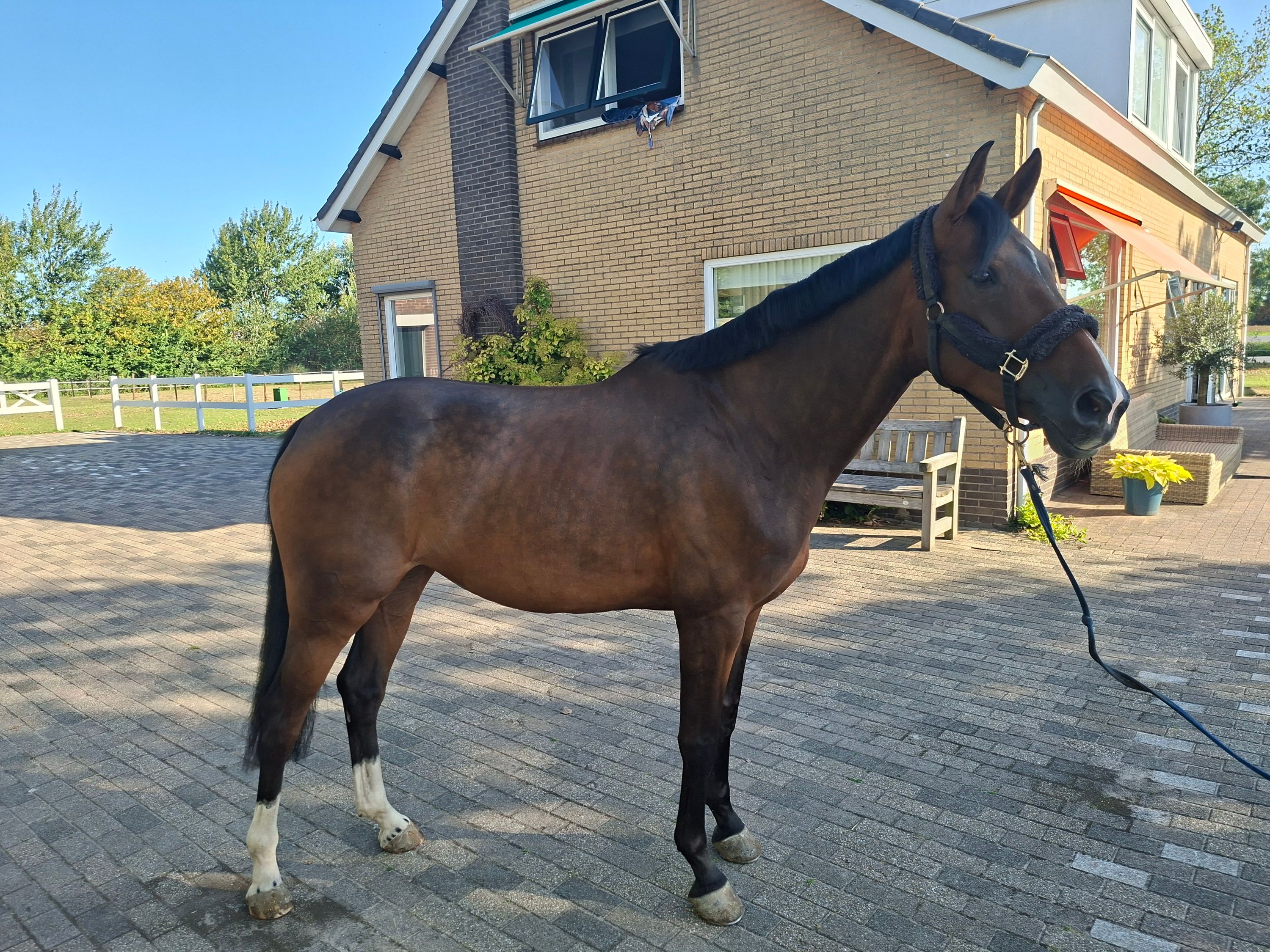 kwpn springpaard merrie 6 år bruin till salu - Foto 5