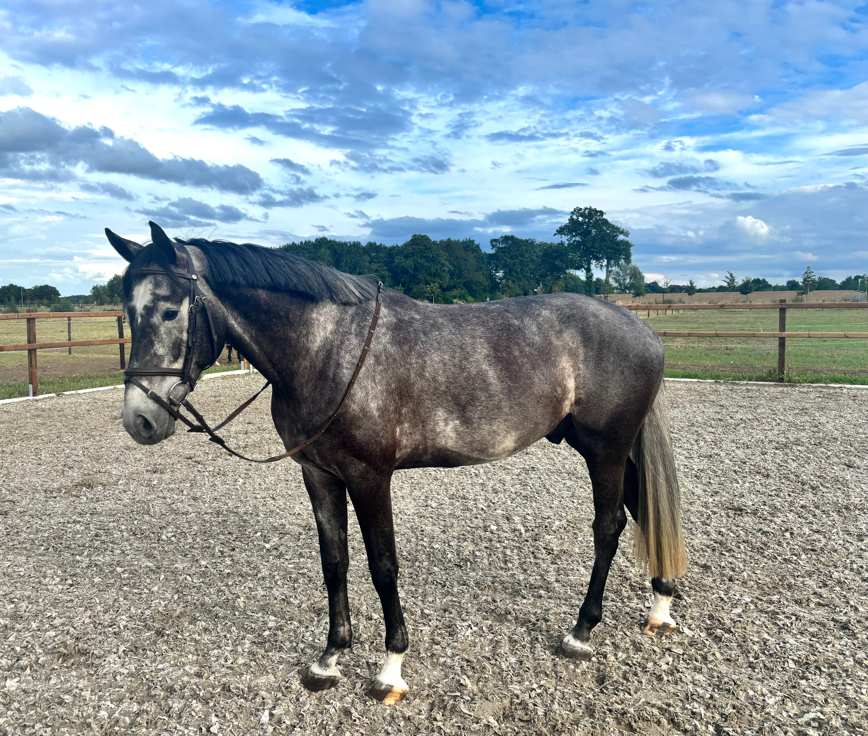 Te koop Springpaard - 5 jarige Schimmel