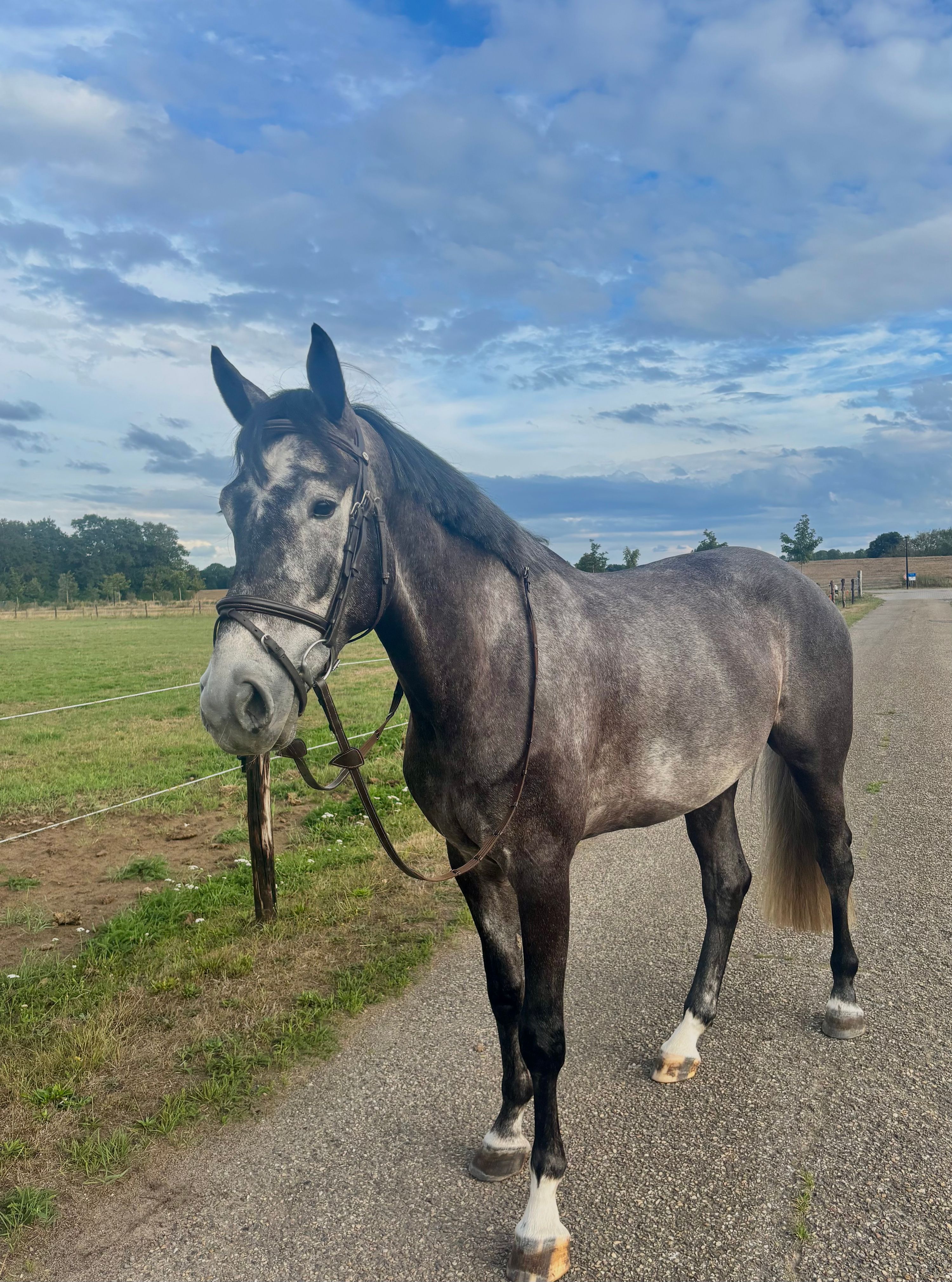 kwpn springpaard ruin 5 years old schimmel for sale - Photo 2