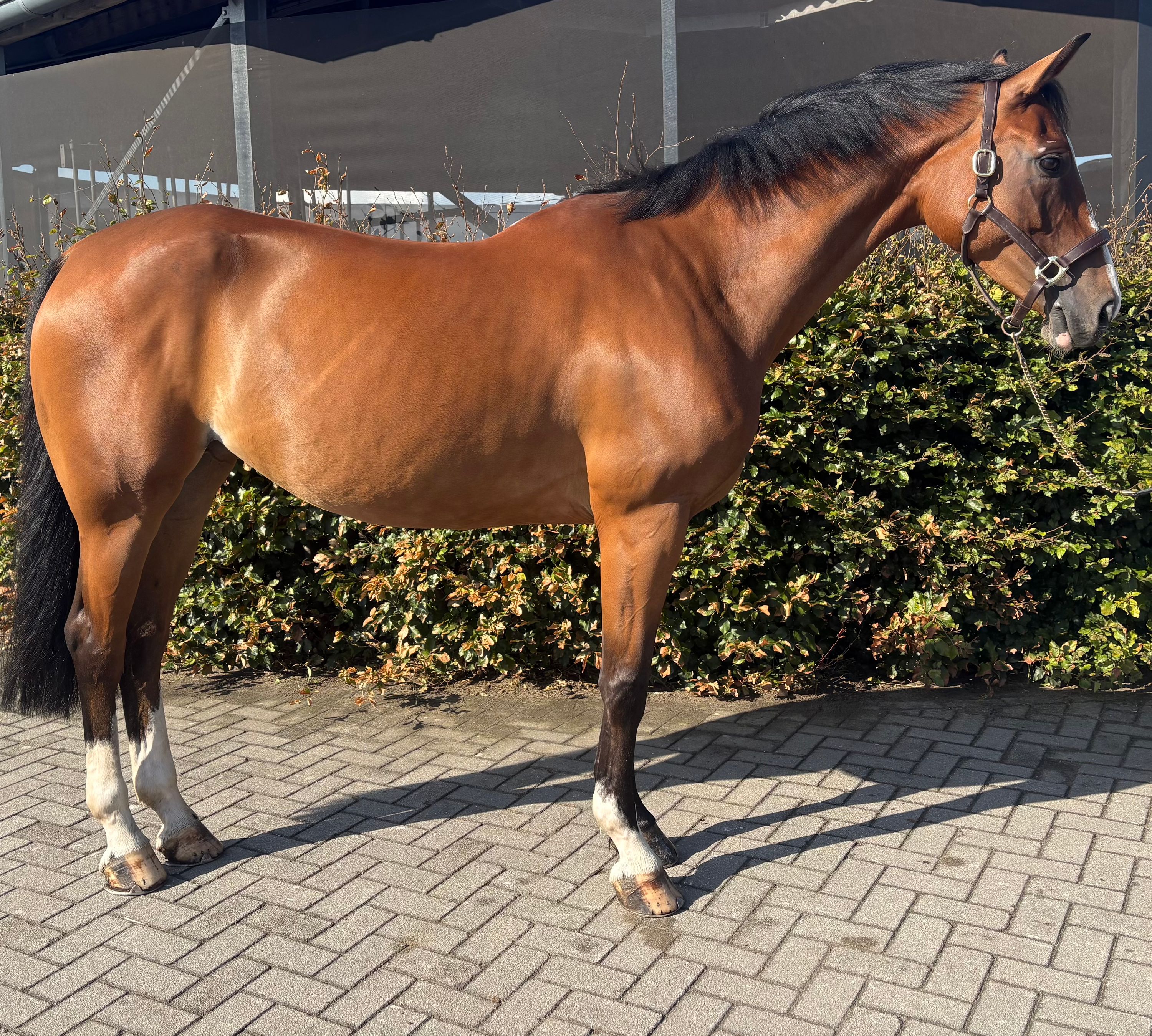 zangersheide recreatie-paard merrie 8 jaar bruin te koop - Foto 2