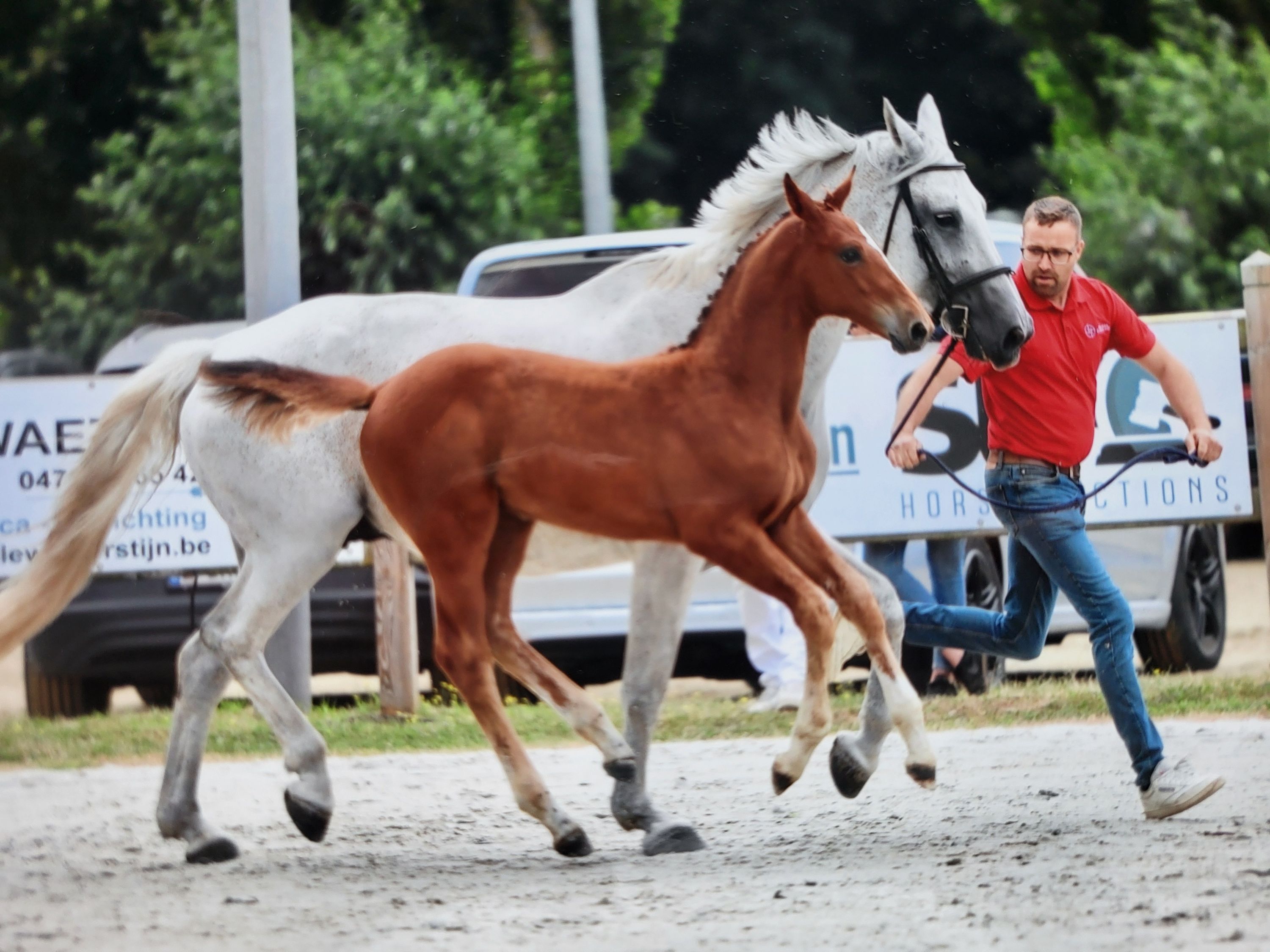 bwp springpaard hengst 0 år bruin till salu - Foto 2