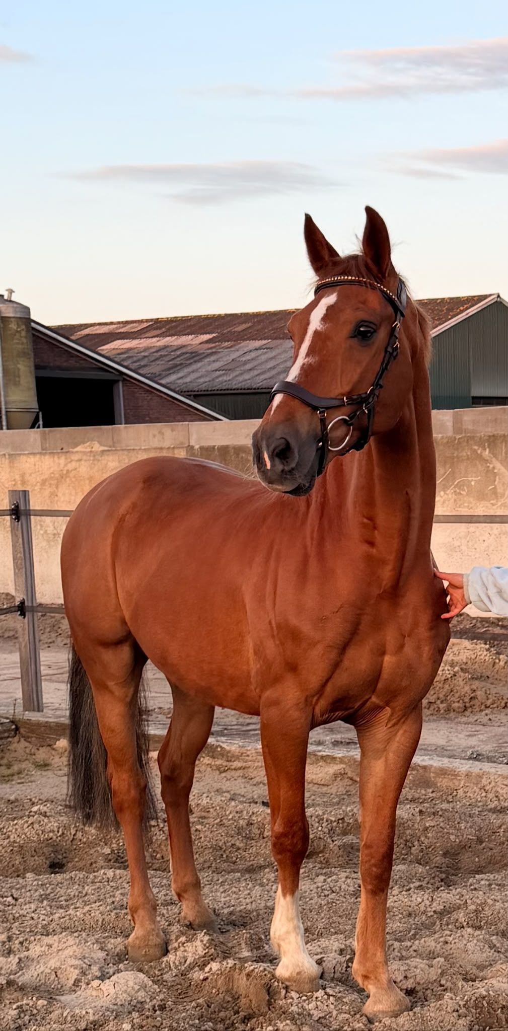 kwpn dressuurpaard ruin 15 years old vos for sale - Photo 2