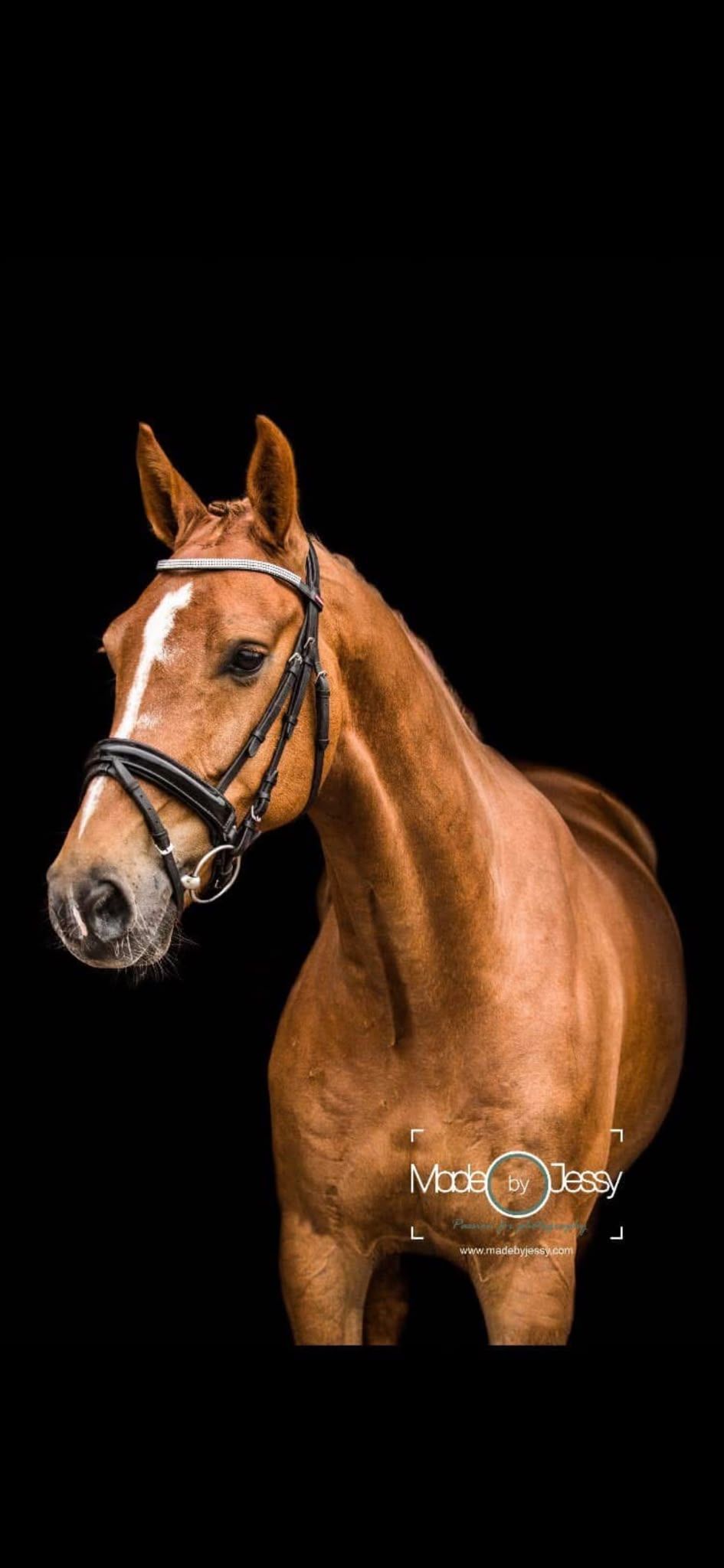 For Sale: 15-year-old gelding Gaspari LL
