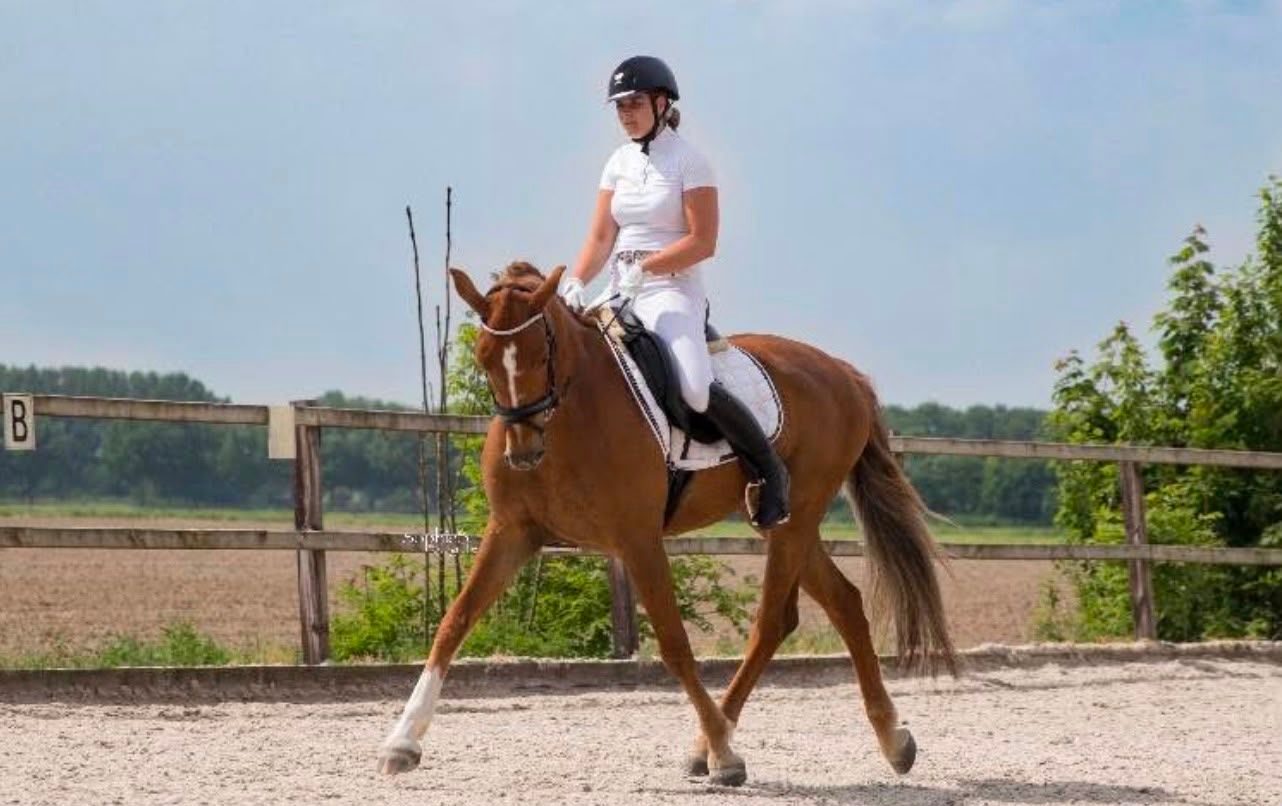 kwpn dressuurpaard ruin 15 years old vos for sale - Photo 3