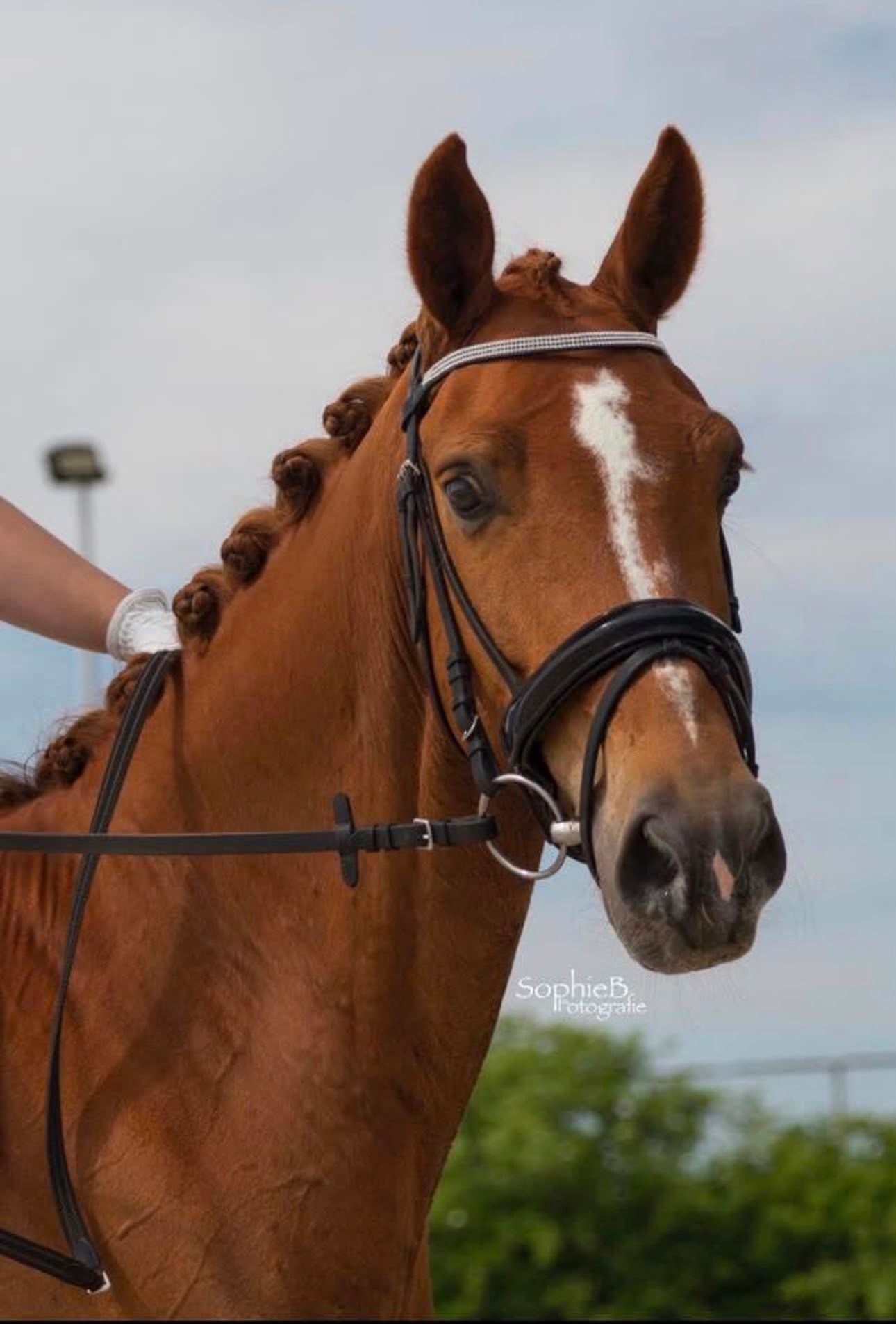 kwpn dressuurpaard ruin 15 years old vos for sale - Photo 4