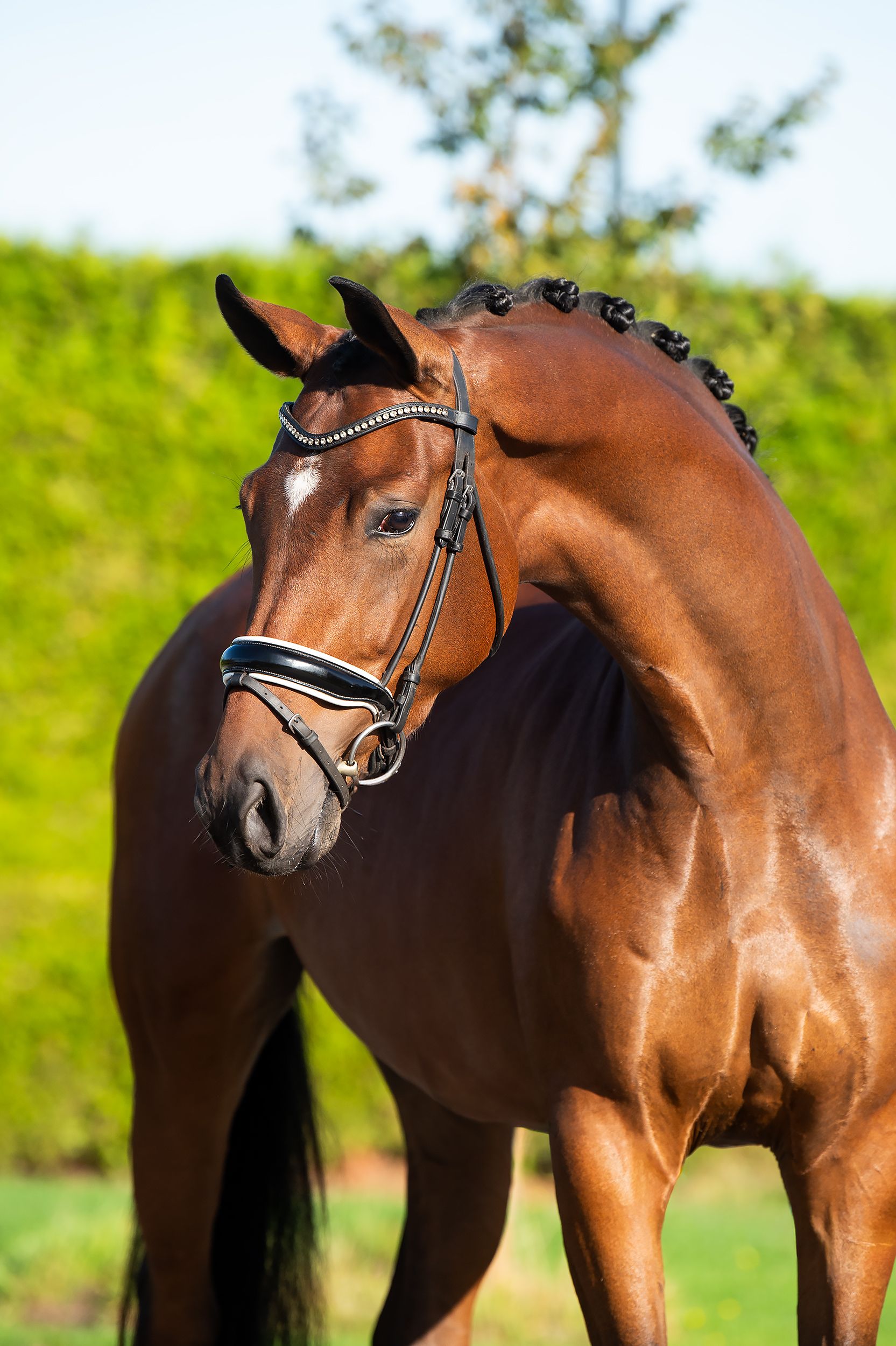 kwpn dressuurpaard merrie 4 years old kastanje for sale - Photo 3