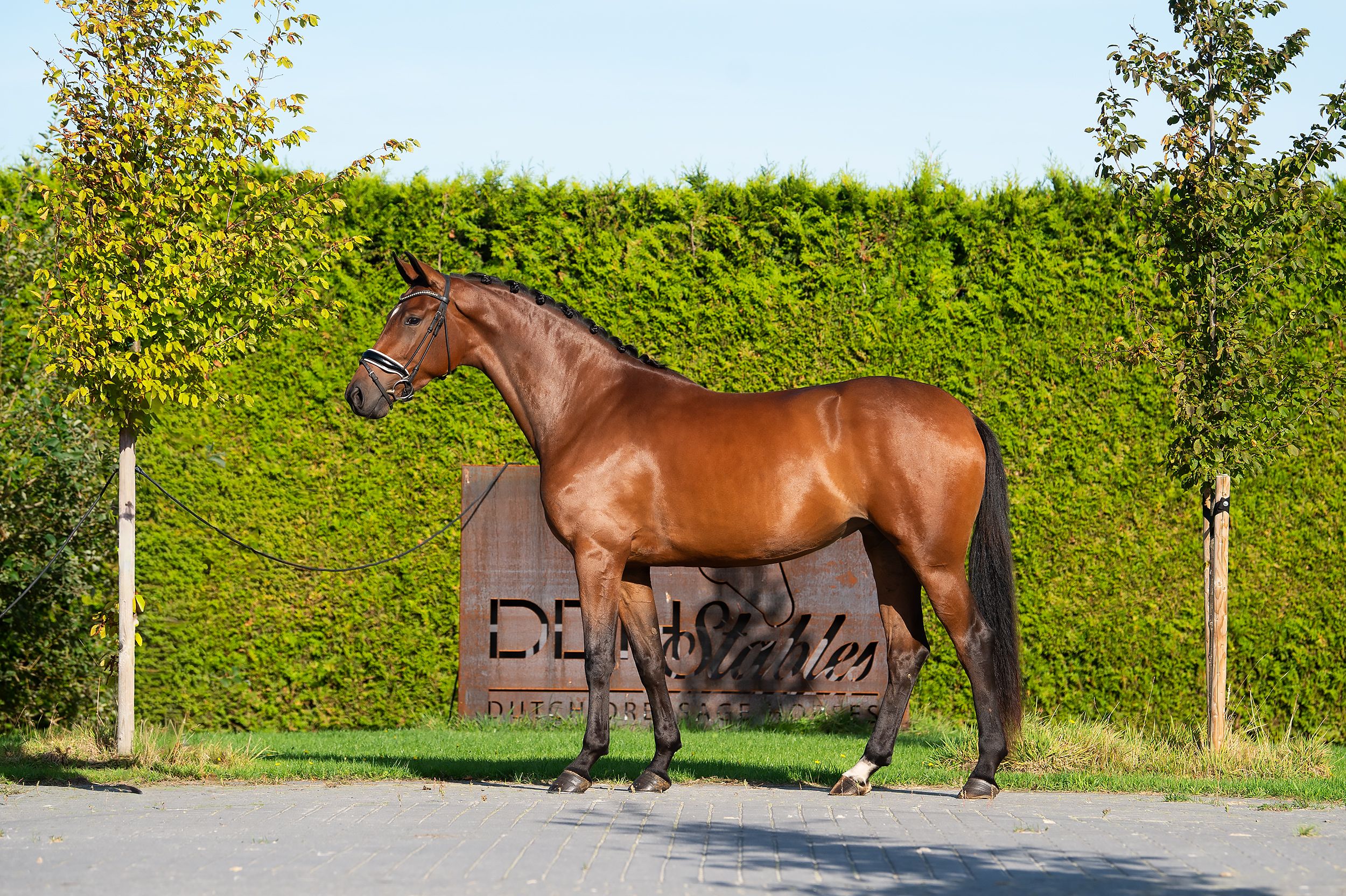 kwpn dressuurpaard merrie 4 years old kastanje for sale - Photo 2