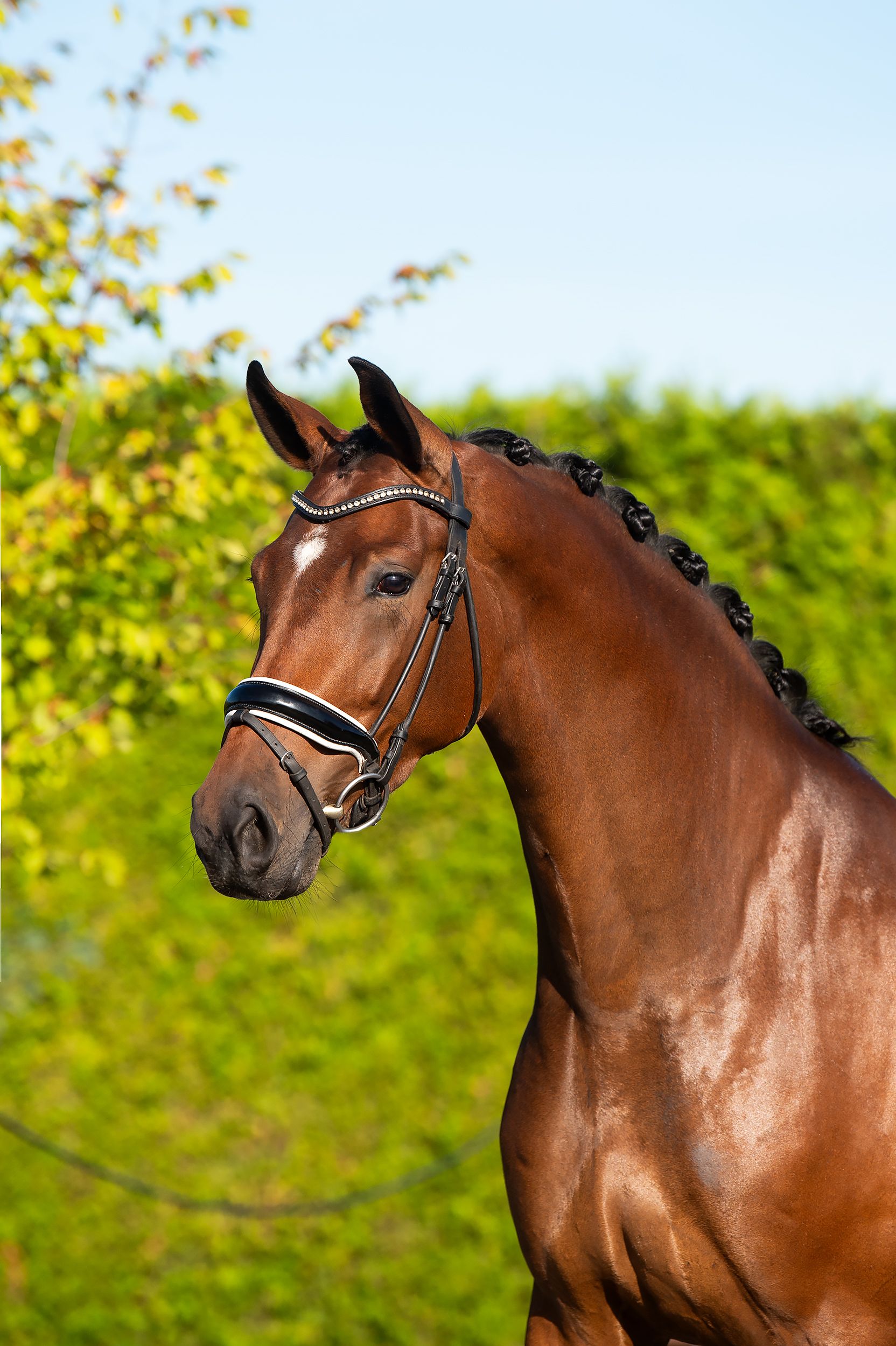 kwpn dressuurpaard merrie 4 years old kastanje for sale - Photo 4