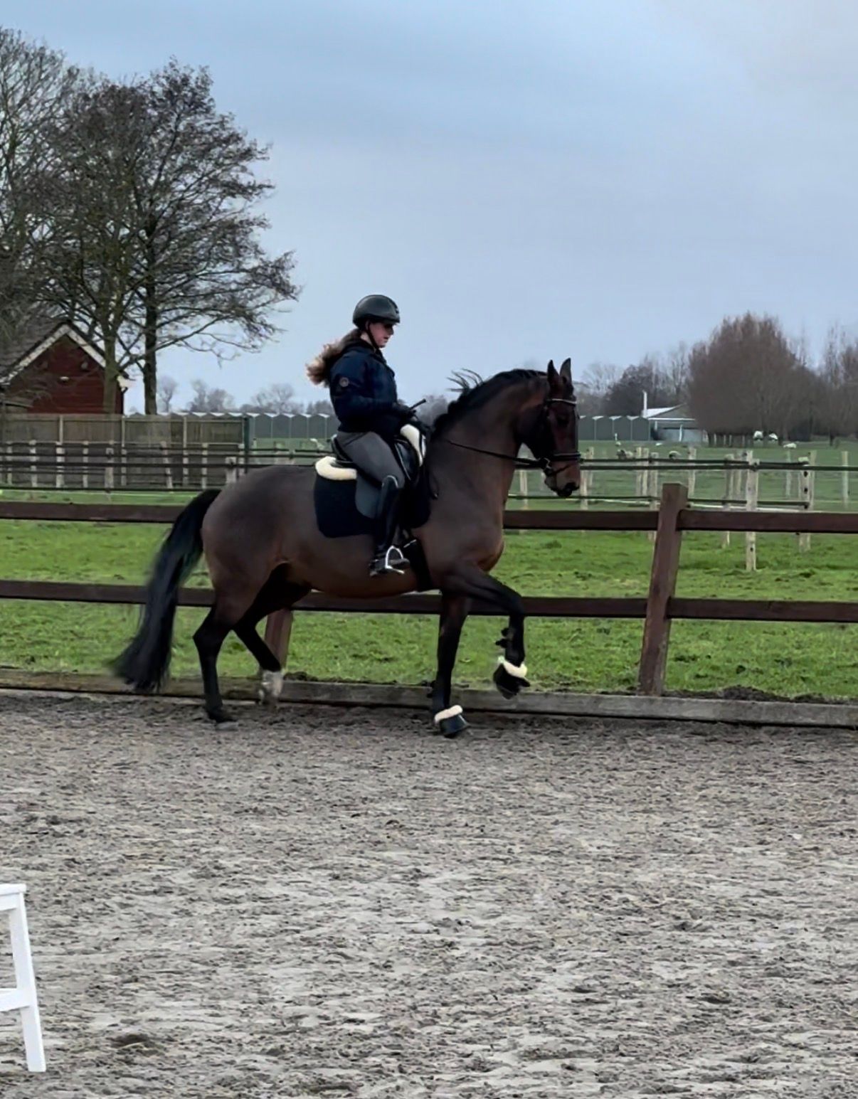 kwpn dressuurpaard ruin 8 years old donkerbruin for sale - Photo 2
