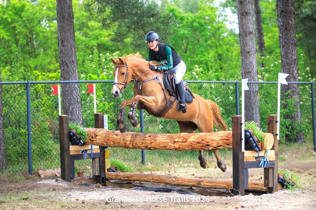 welsh springpony merrie 7 Jahre alt vos zu verkaufen - Foto 4