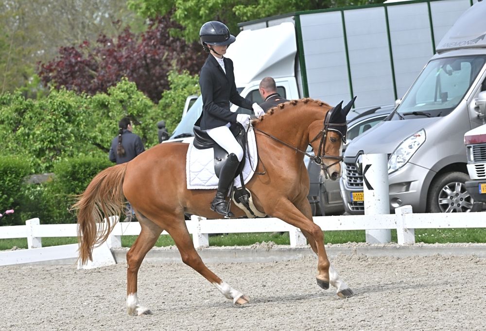 welsh springpony merrie 7 Jahre alt vos zu verkaufen - Foto 5