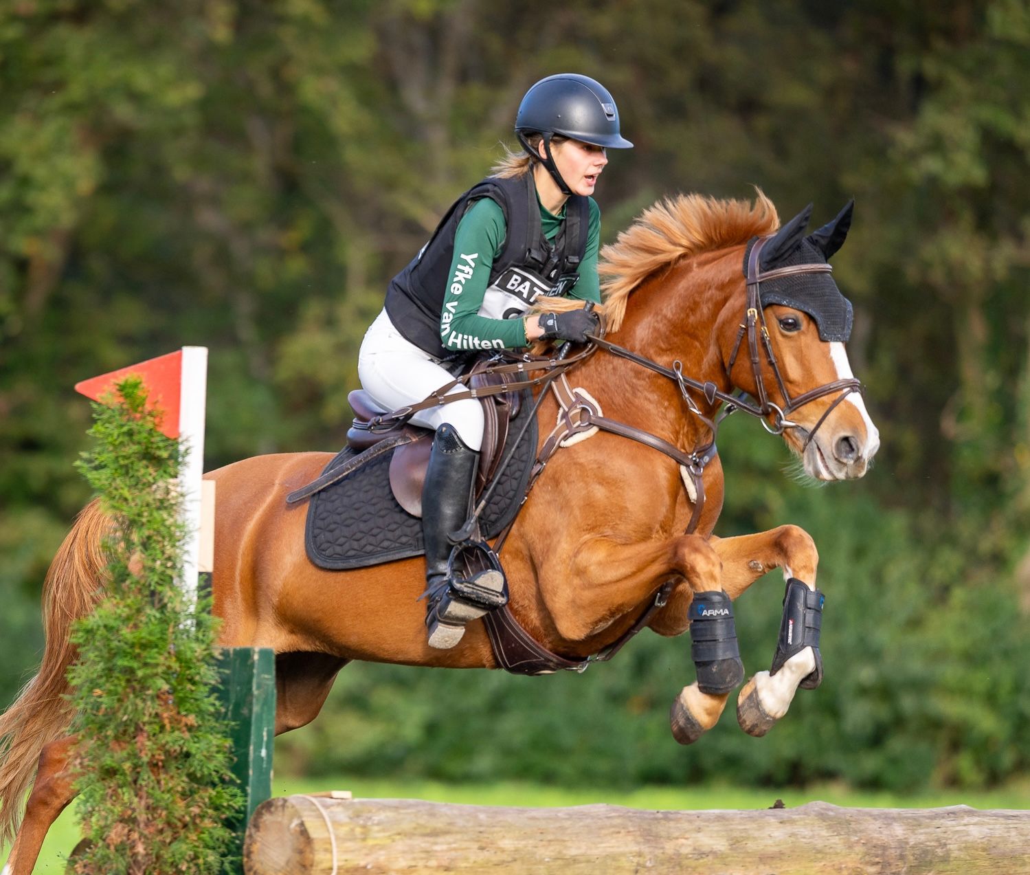 welsh springpony merrie 7 Jahre alt vos zu verkaufen - Foto 2