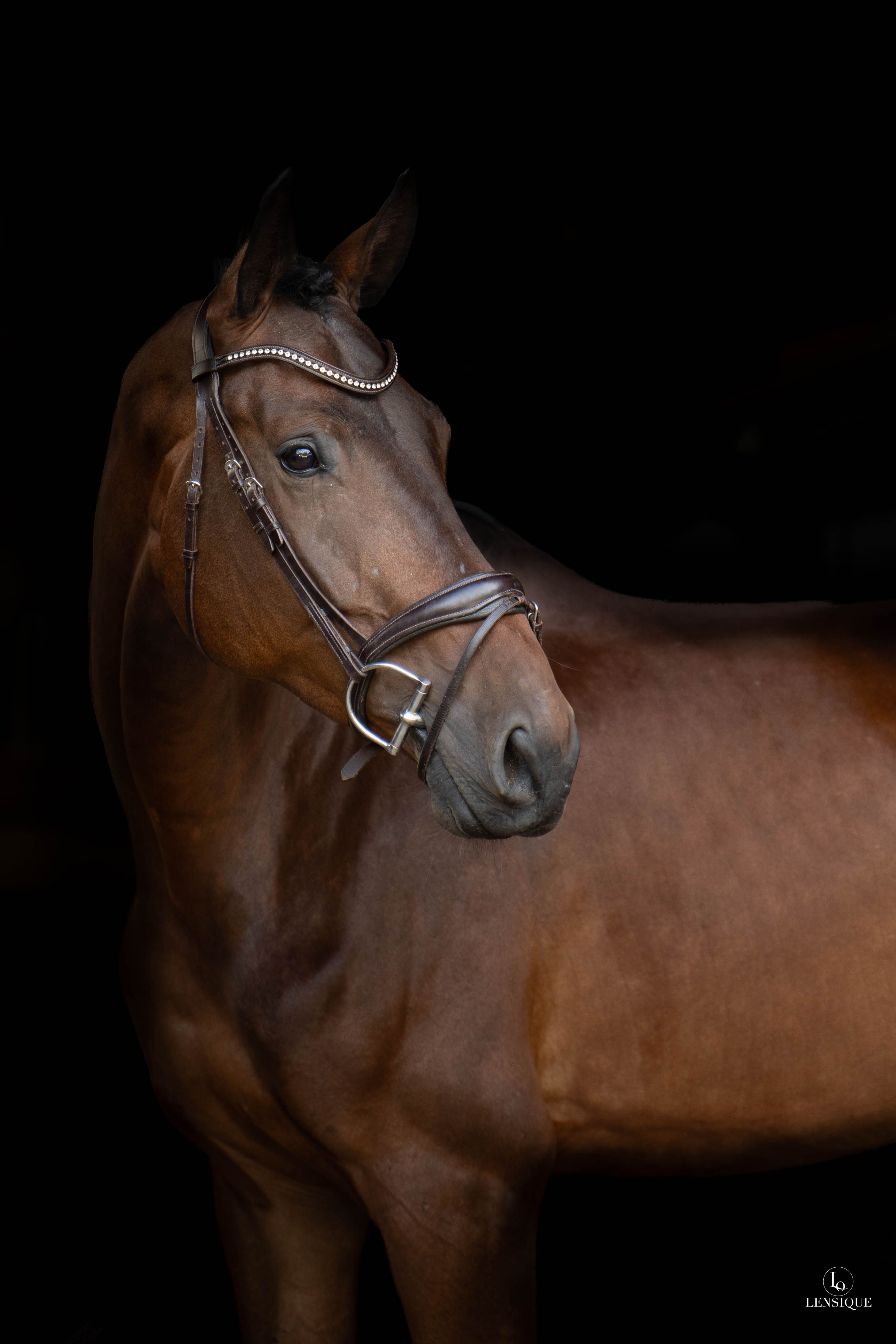 kwpn dressuurpaard ruin 5 Jahre alt donkerbruin zu verkaufen - Foto 3