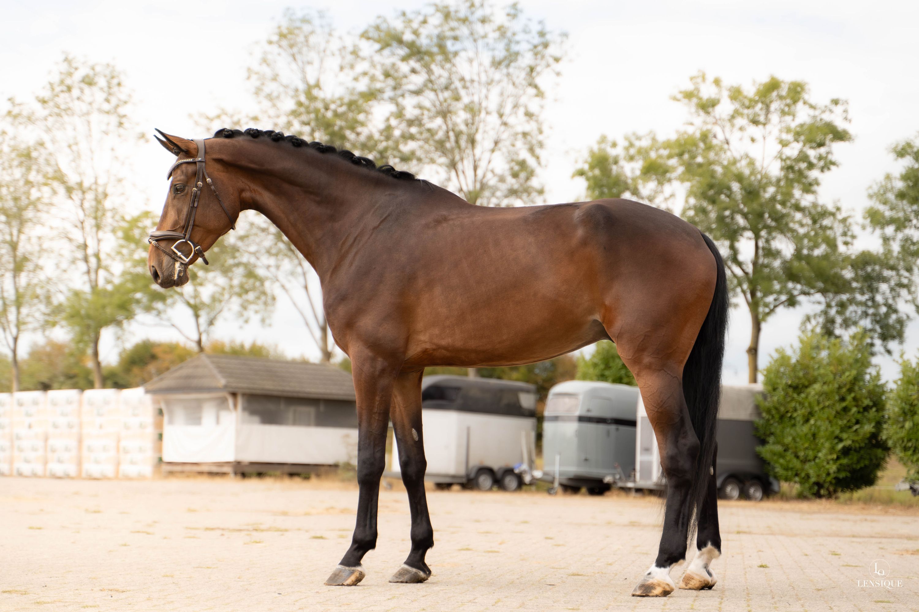 kwpn dressuurpaard ruin 5 Jahre alt donkerbruin zu verkaufen - Foto 2