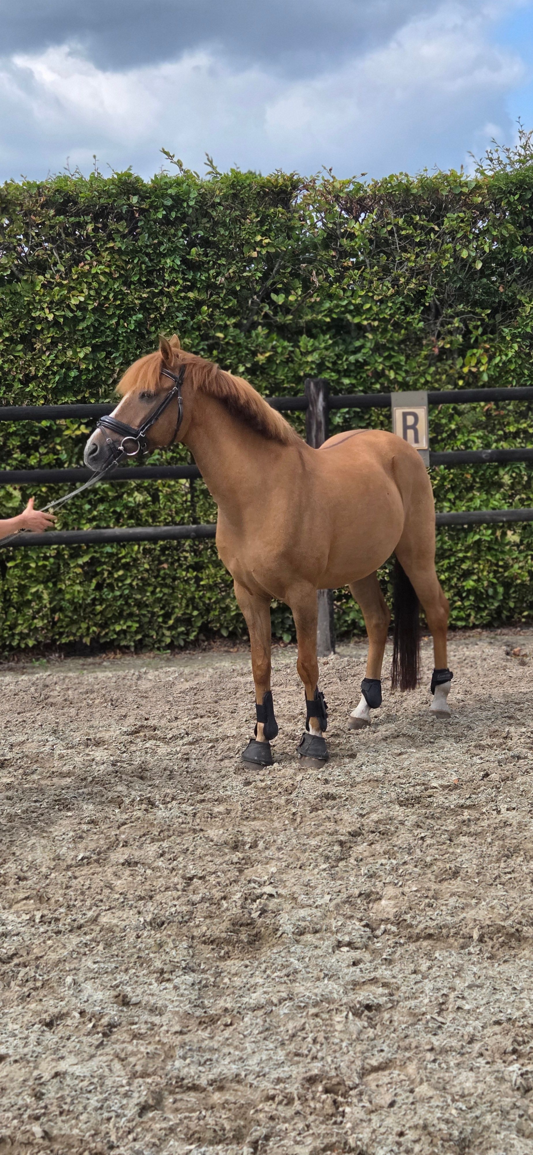 Dressuur pony