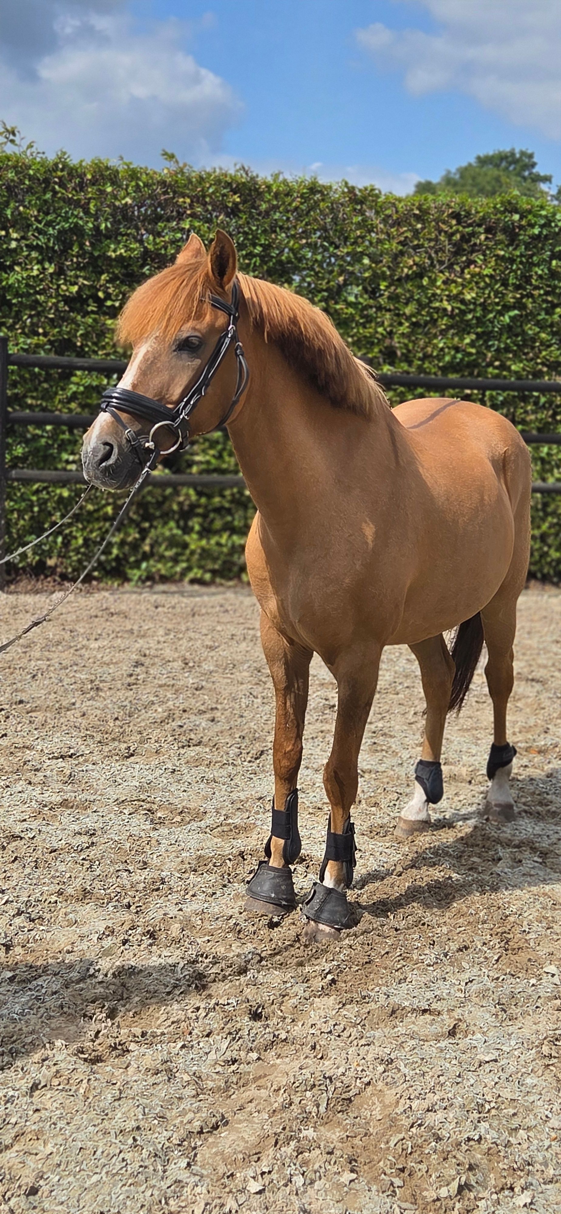 bwp dressuurpony ruin 12 jaar vos te koop - Foto 2