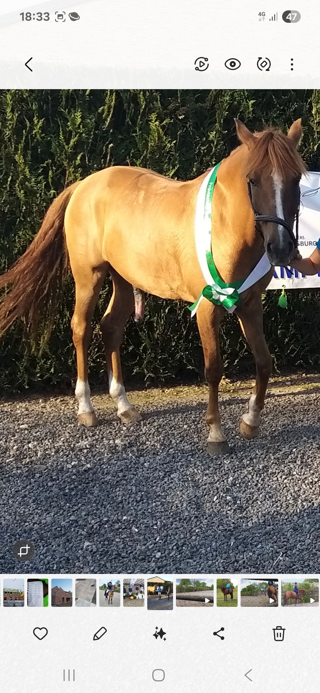 bwp dressuurpony ruin 12 jaar vos te koop - Foto 3