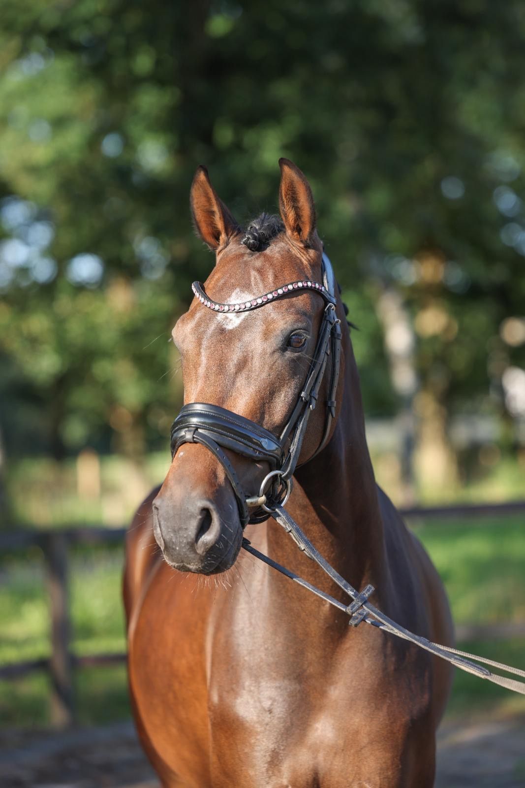 kwpn dressuurpaard merrie 6 years old donkerbruin for sale - Photo 3