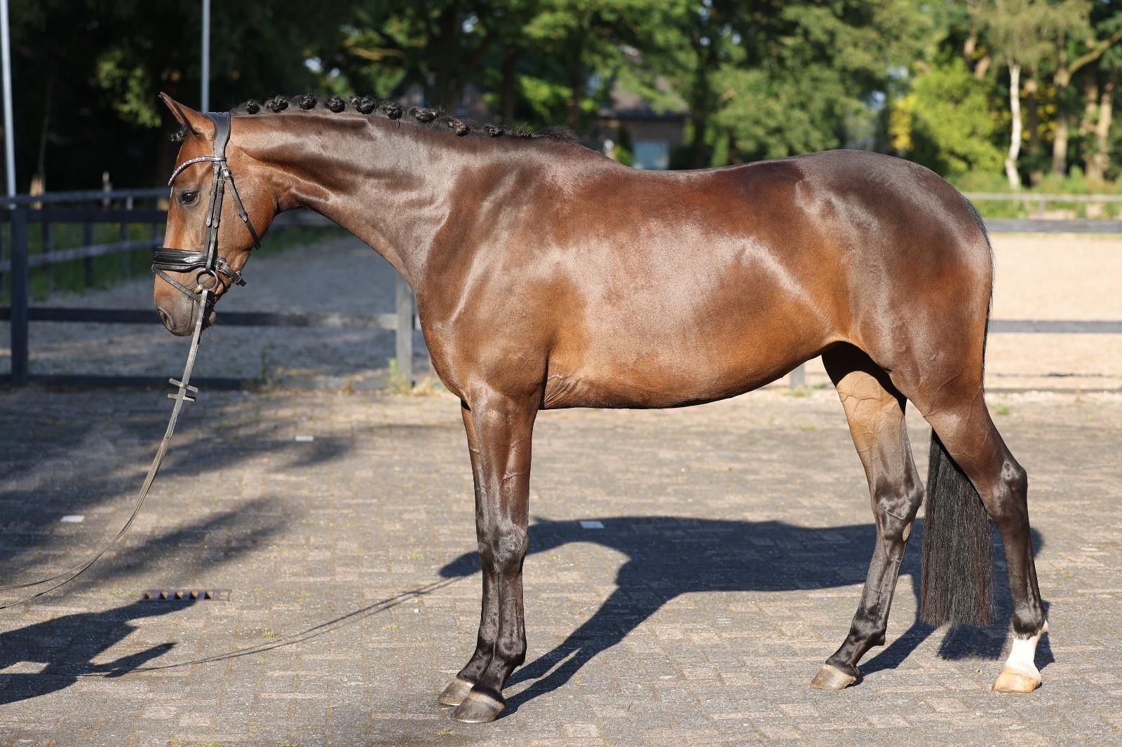 kwpn dressuurpaard merrie 6 years old donkerbruin for sale - Photo 2