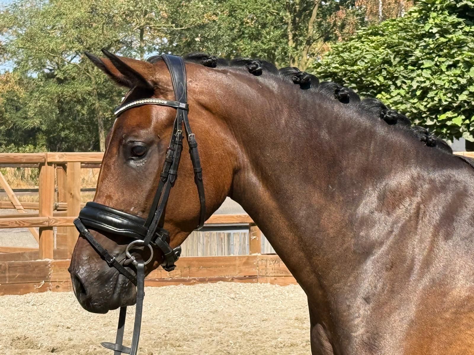 3-year-old striking mare for sale