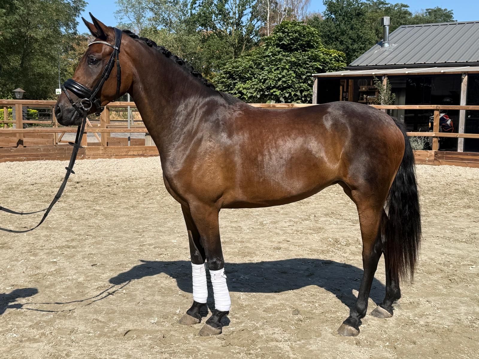 kwpn dressuurpaard merrie 3 years old donkerbruin for sale - Photo 2