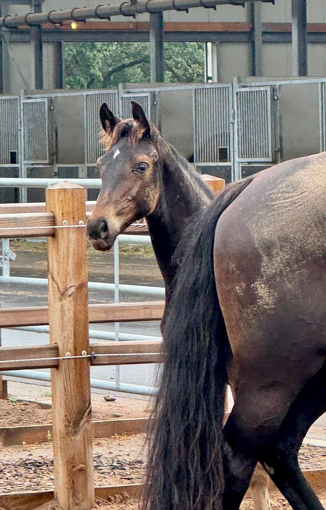 kwpn dressuurpaard hengst 0 years old zwart for sale - Photo 2