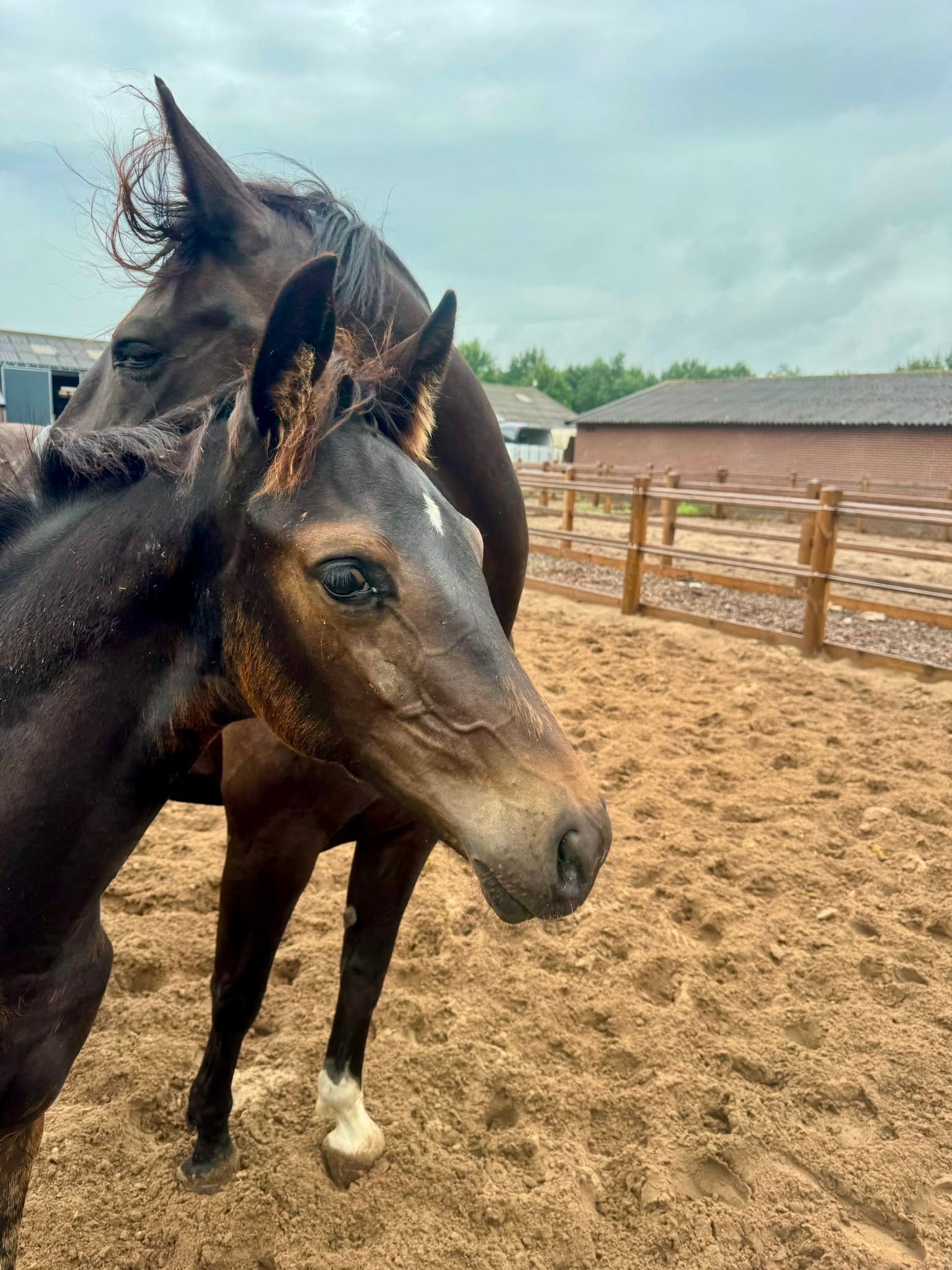 kwpn dressuurpaard hengst 0 years old zwart for sale - Photo 4