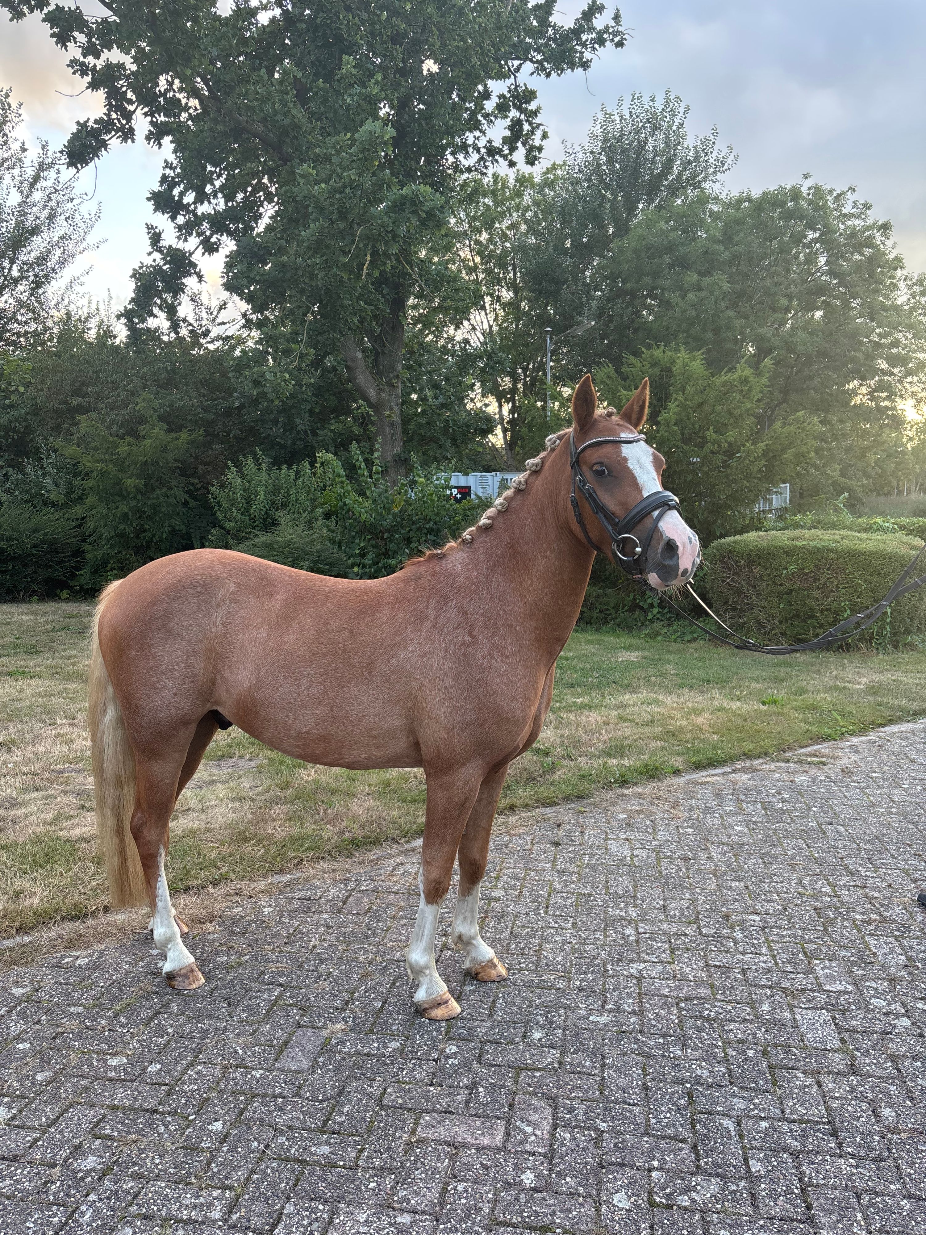 Super brave 3 jarige allround C pony