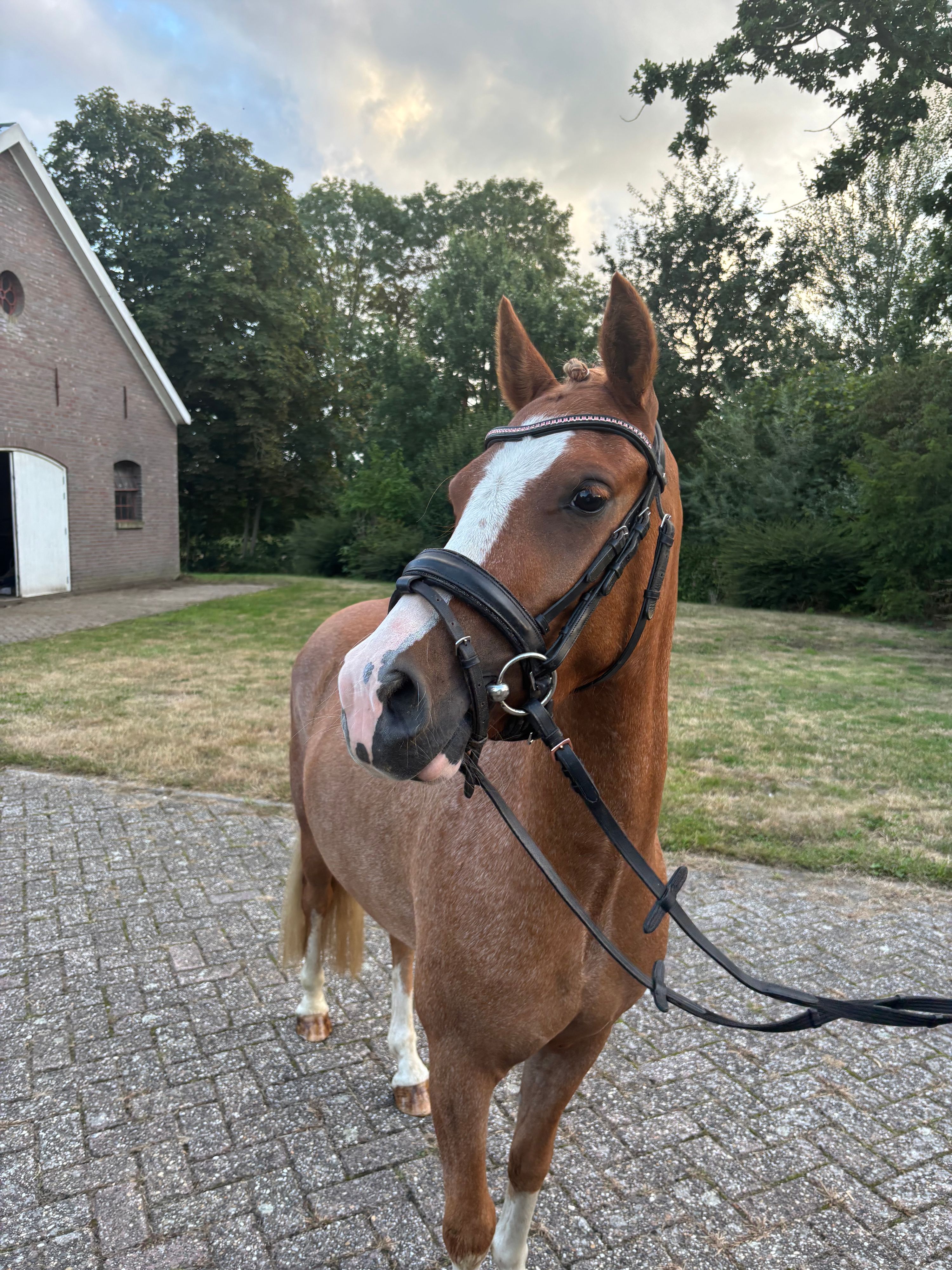nrps allround-pony ruin 3 years old vos for sale - Photo 3