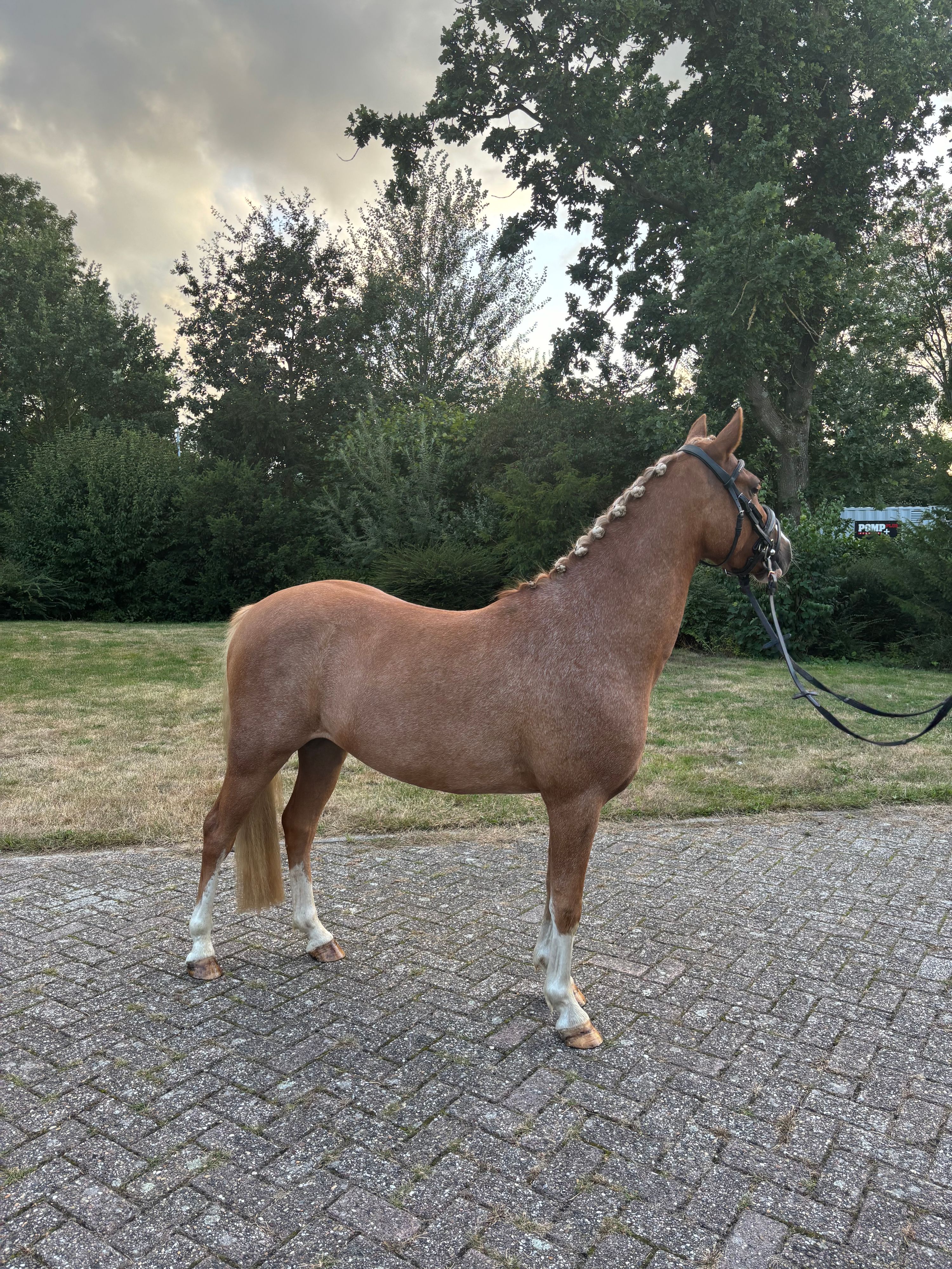 nrps allround-pony ruin 3 years old vos for sale - Photo 2