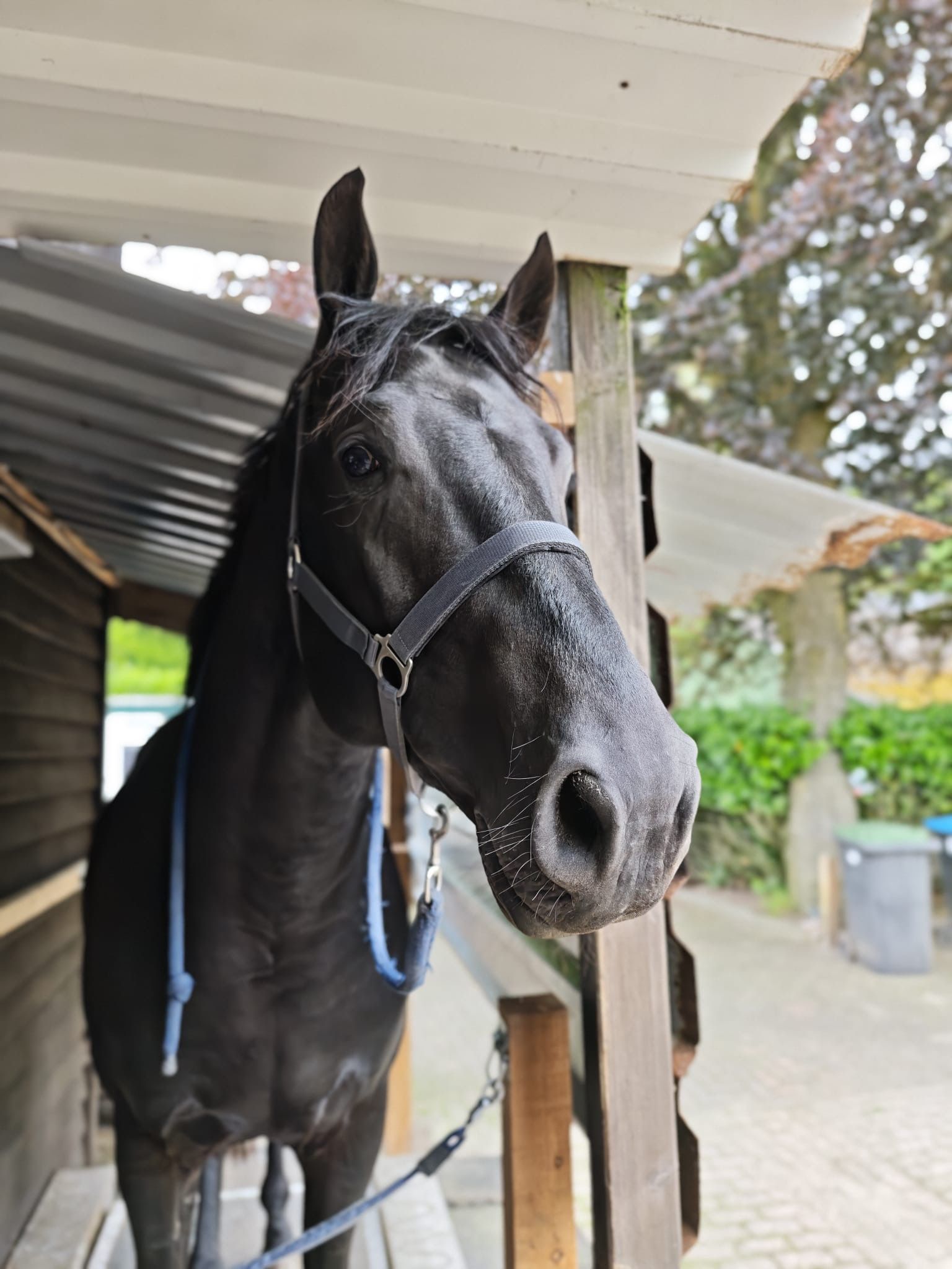kwpn dressuurpaard hengst 3 jaar zwart te koop - Foto 5