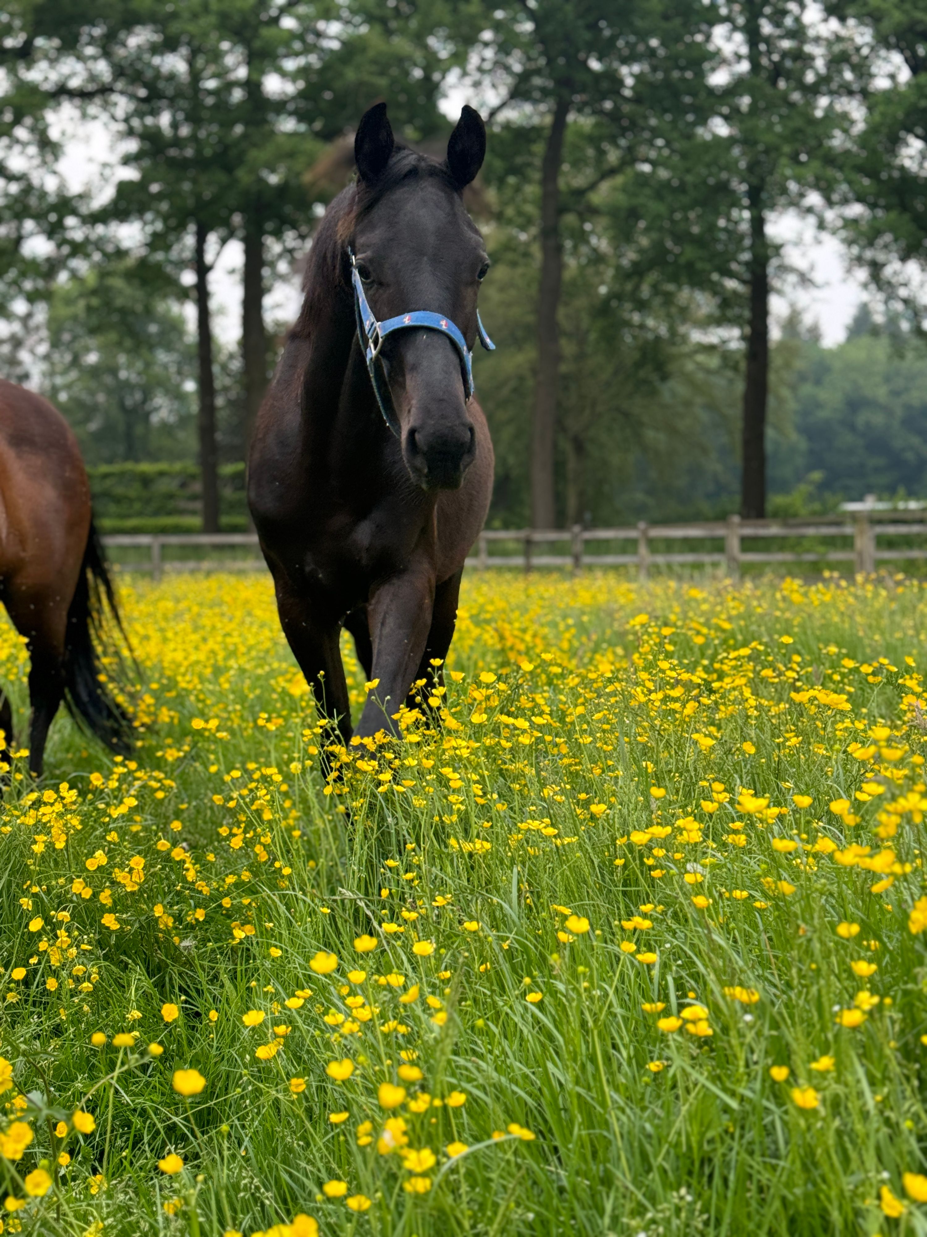 kwpn dressuurpaard hengst 3 jaar zwart te koop - Foto 6
