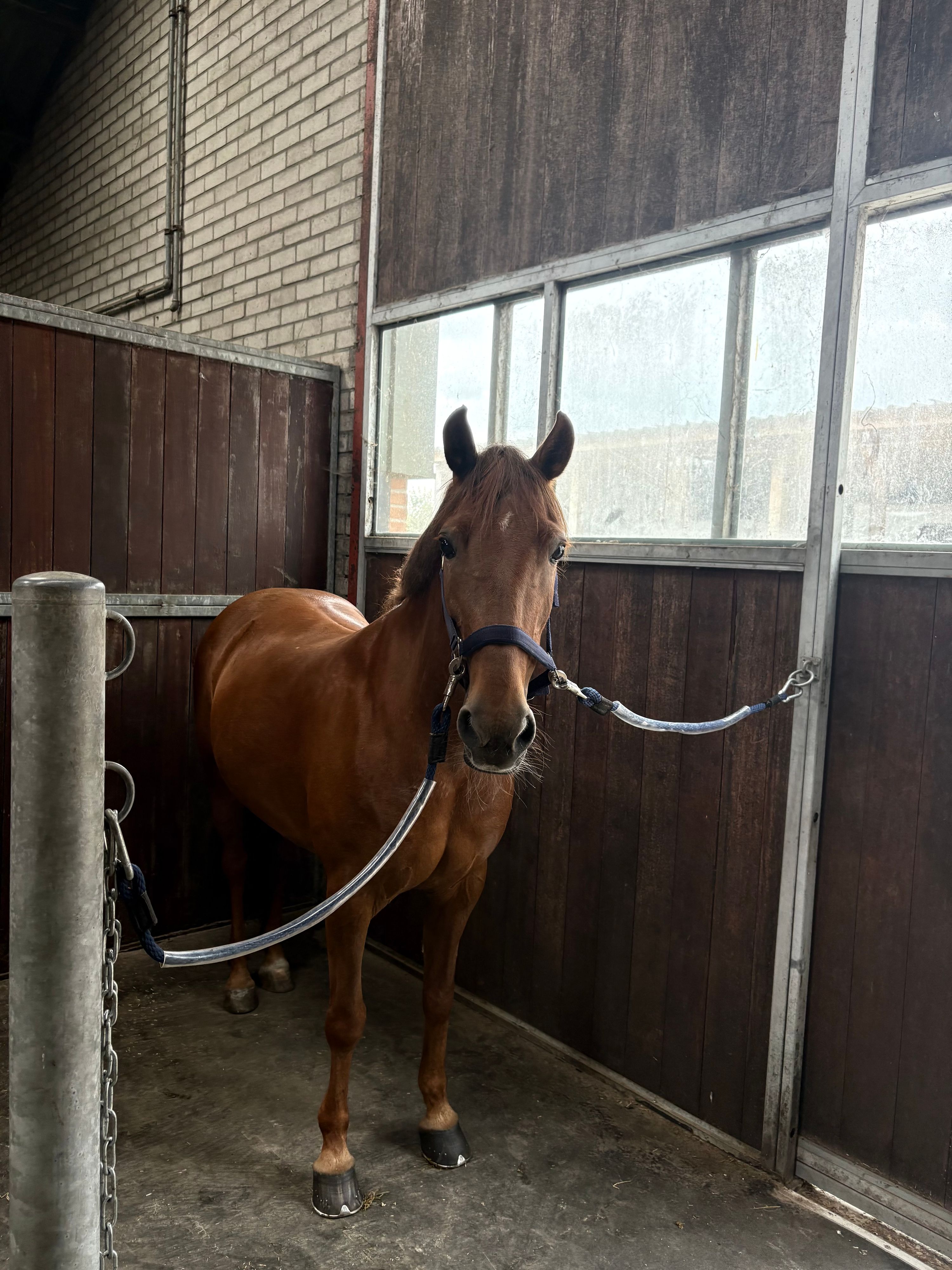 All-round D pony