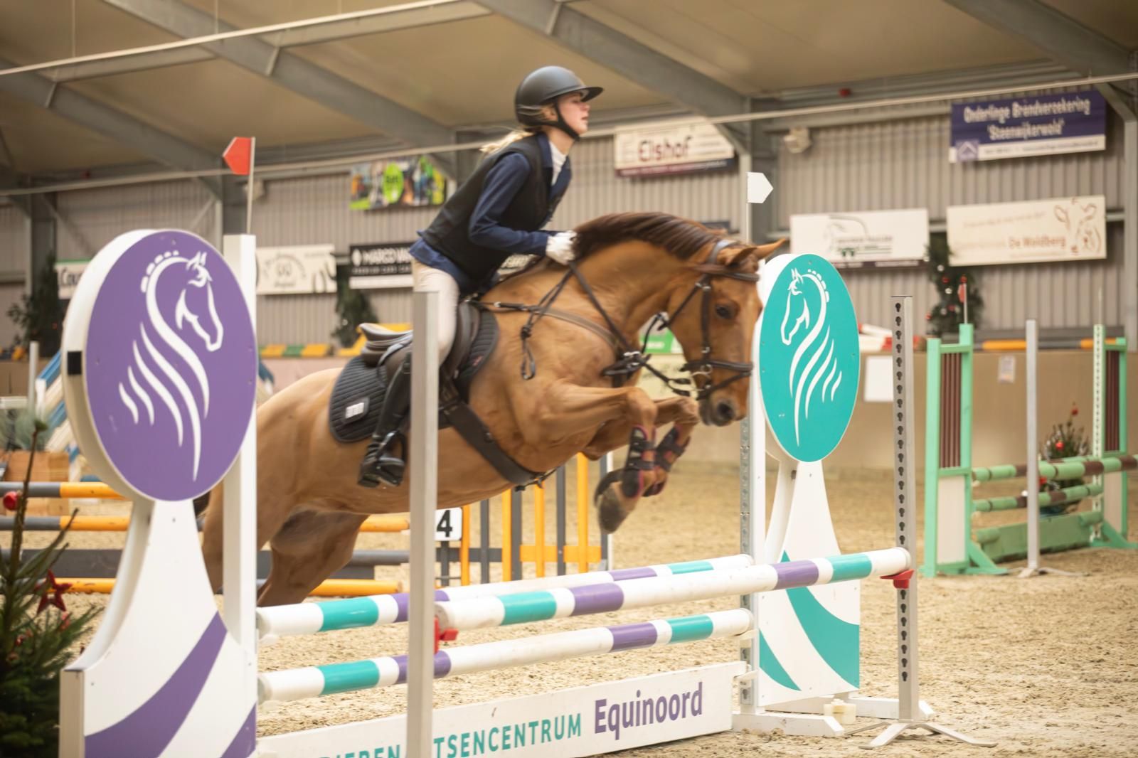 allround-pony merrie 19 years old vos for sale - Photo 4