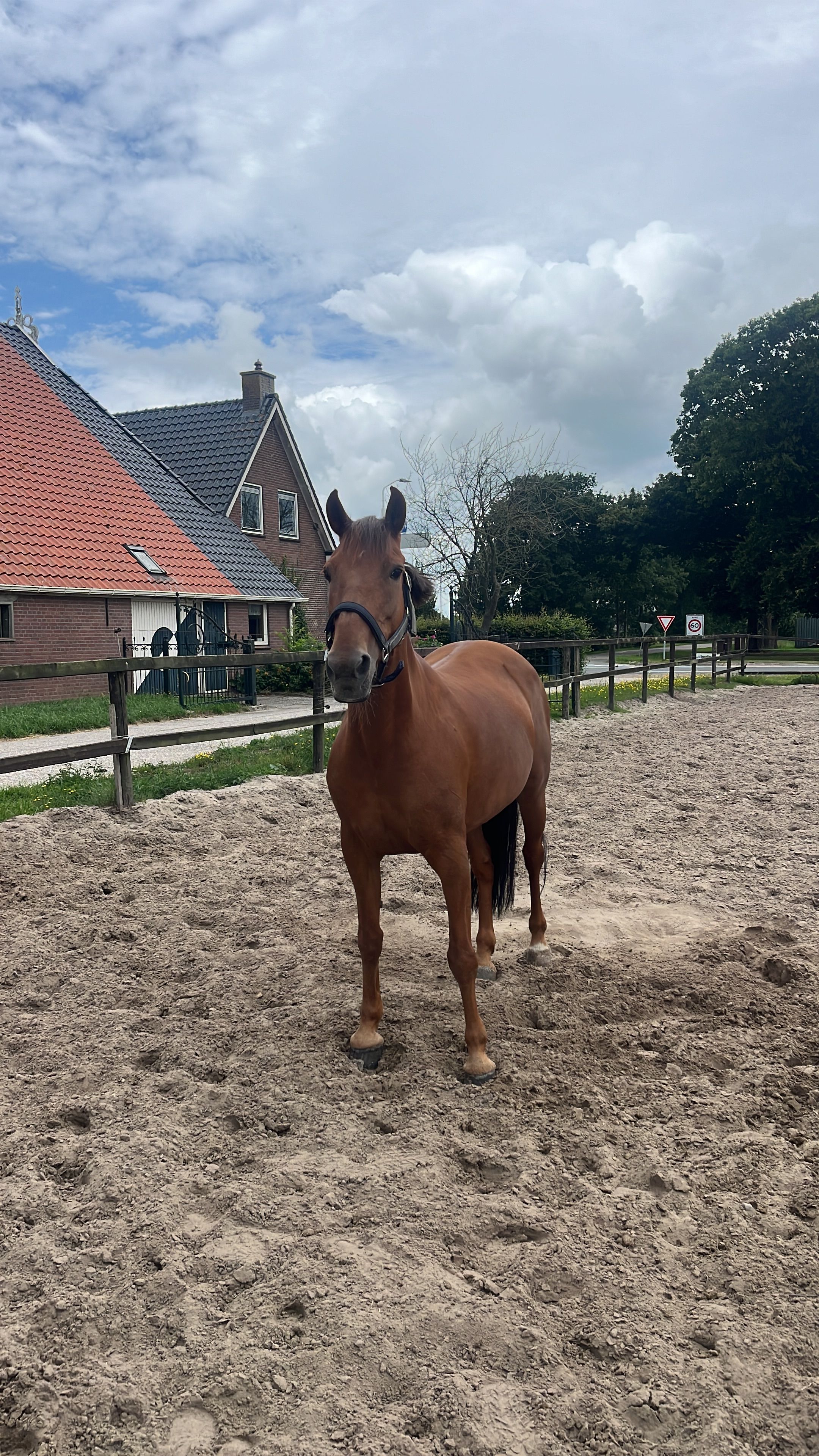 allround-pony merrie 19 years old vos for sale - Photo 2
