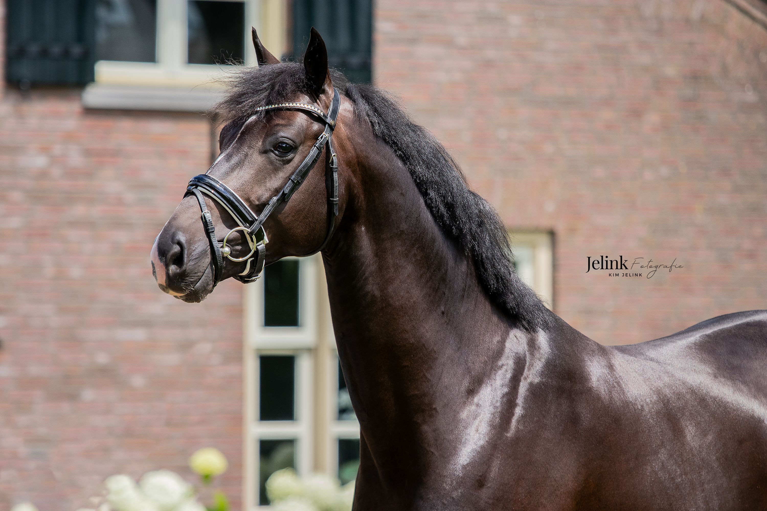KWPN dressuurpaard hengst 8 let donkerbruin na prodej - Foto 2