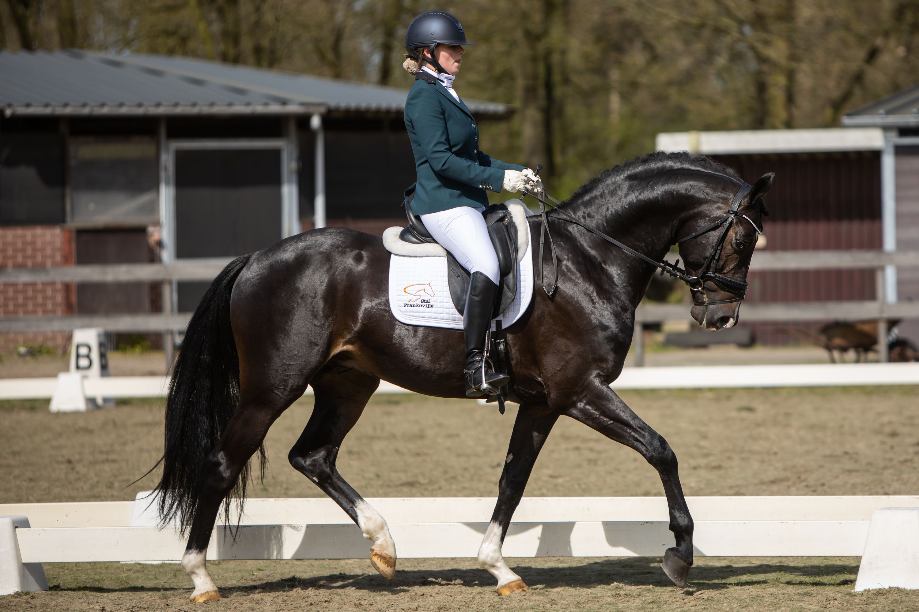 KWPN dressuurpaard hengst 8 let donkerbruin na prodej - Foto 3