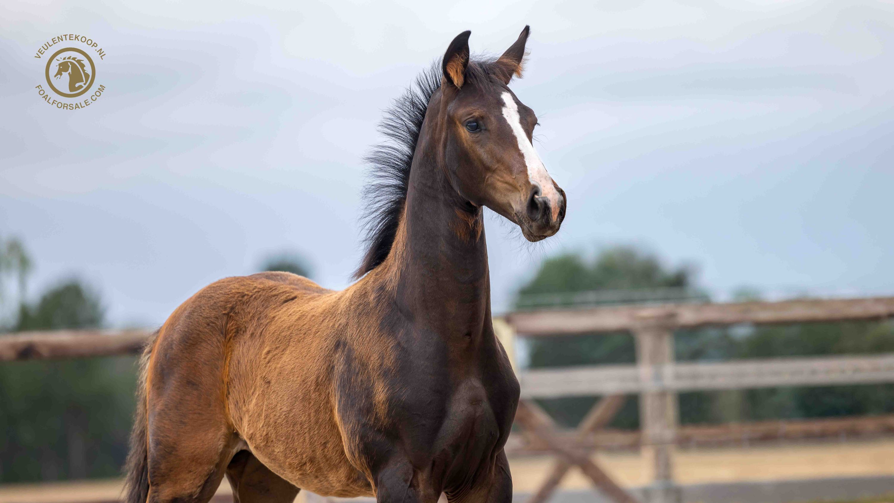 Attractive, long-legged and expressively moving foal