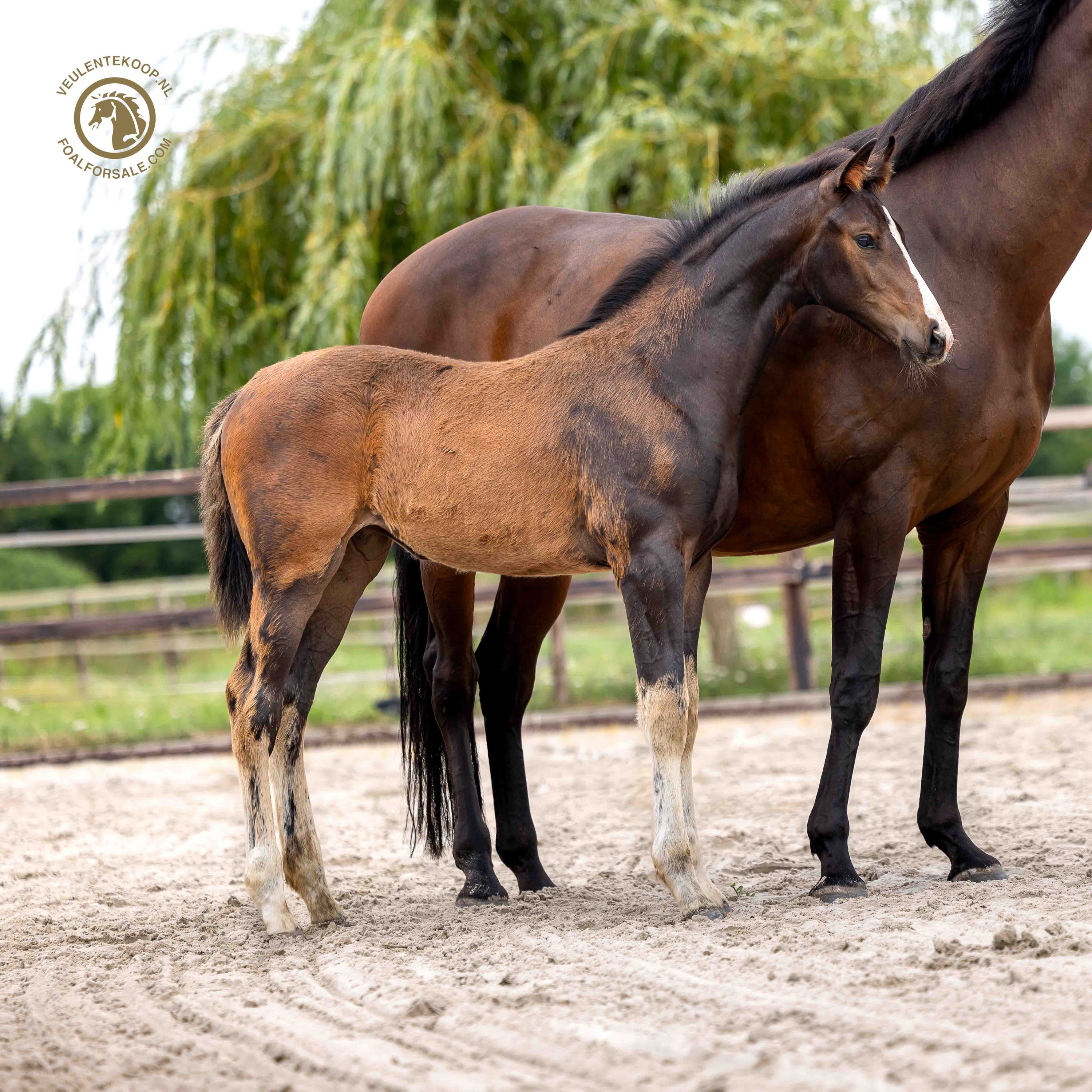 Reina dressuurpaard merrie 0 years old donkerbruin for sale - Photo 4