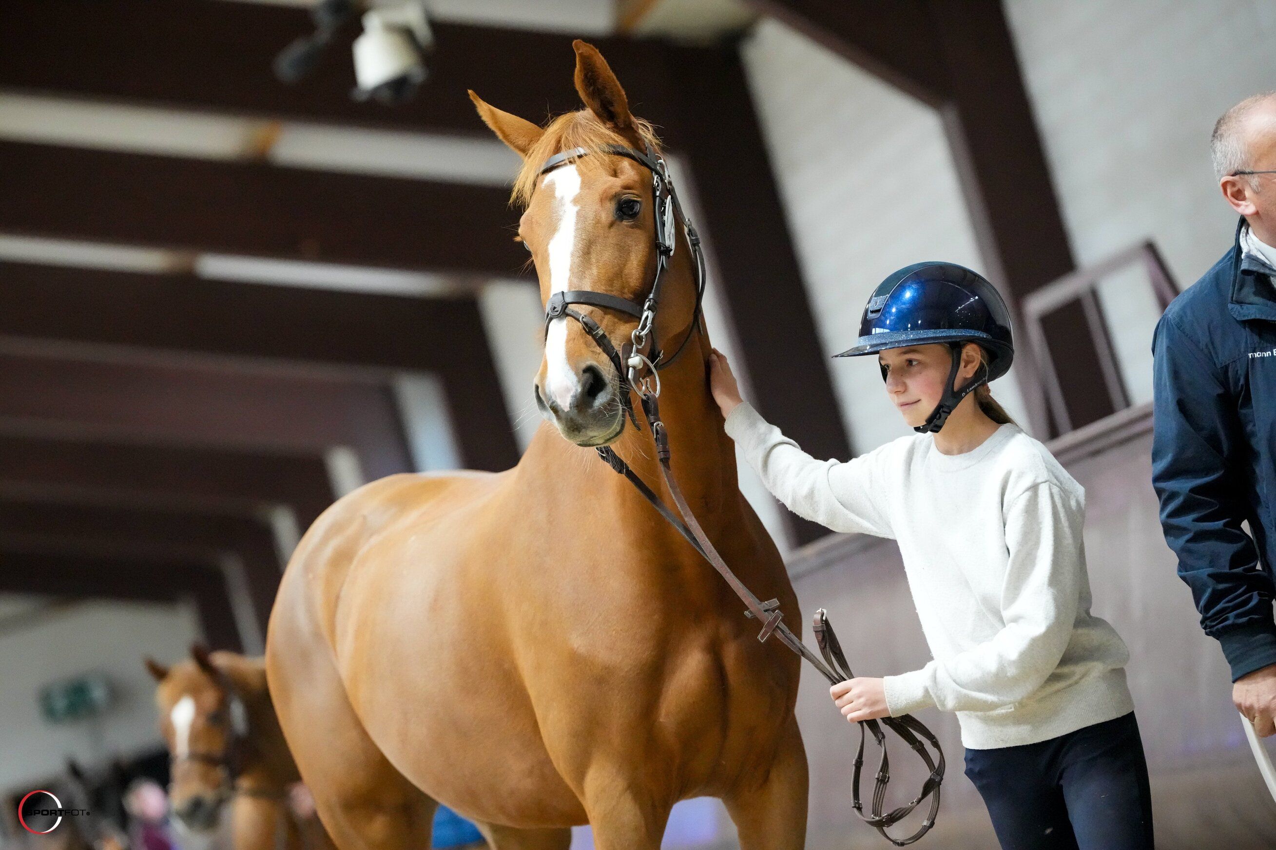 zangersheide springpaard merrie 9 歳 vos 売り出し中 - 写真 2