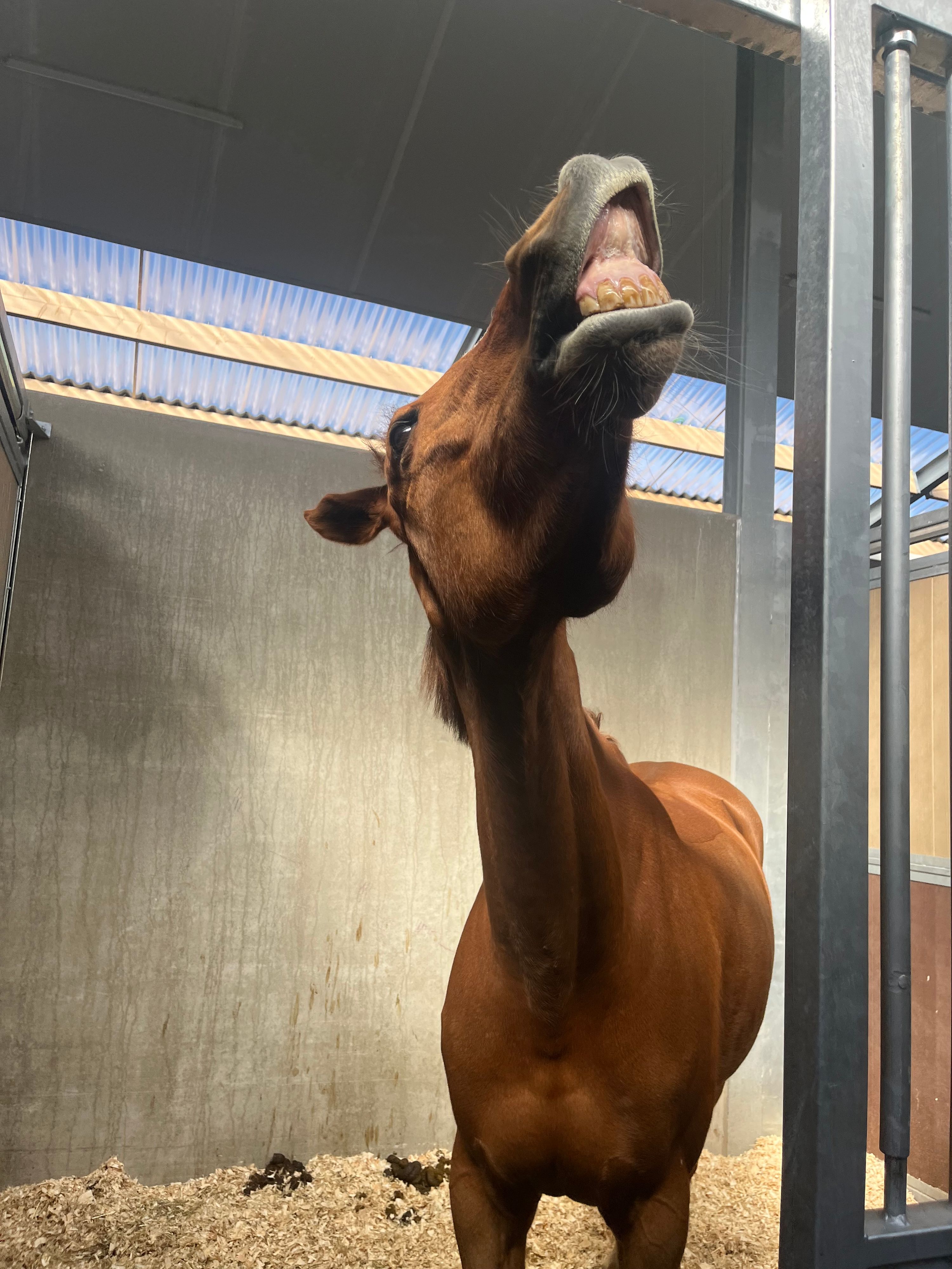 zangersheide springpaard merrie 9 歳 vos 売り出し中 - 写真 4
