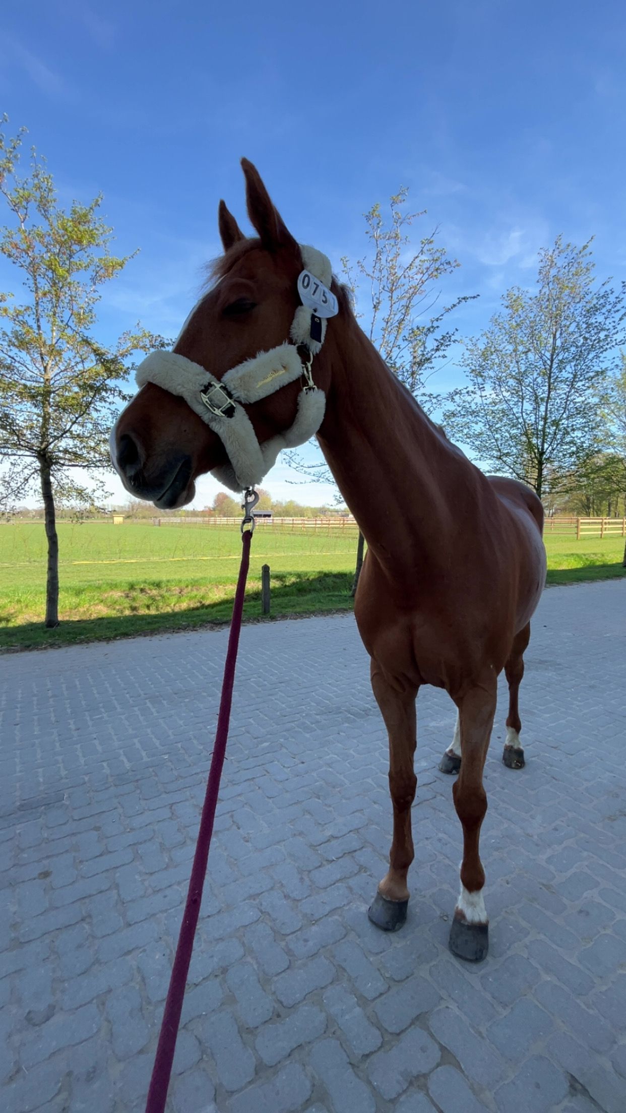 zangersheide springpaard merrie 9 歳 vos 売り出し中 - 写真 5