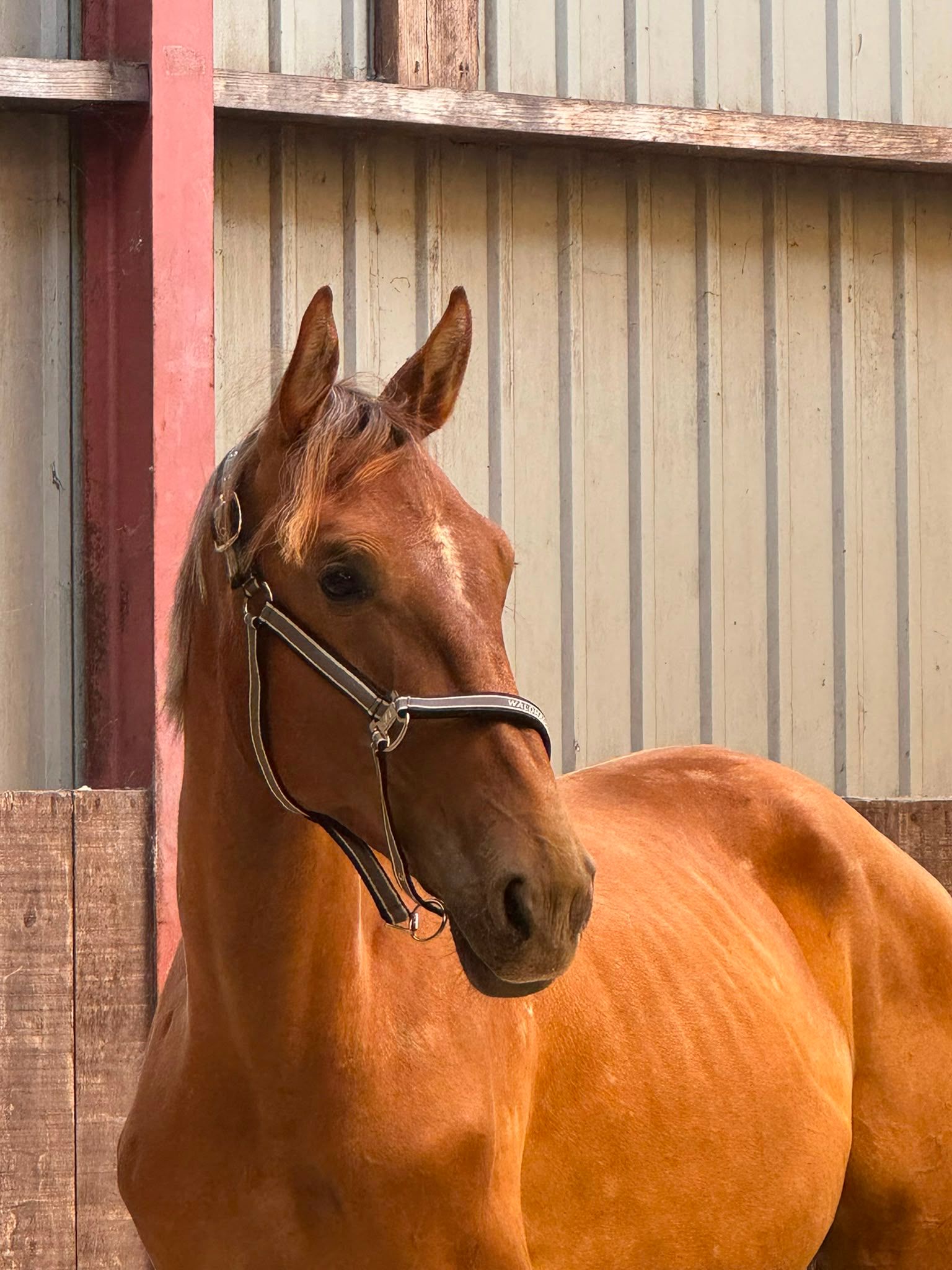 zangersheide paard ruin 2 let vos na prodej - Foto 6