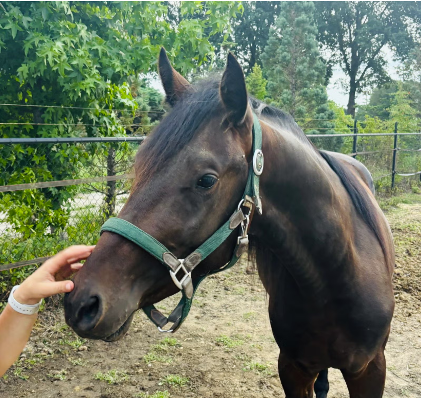 Talentiertes 3-jähriges Spring-E-Pony
