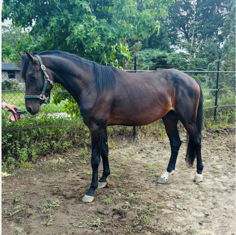kwpn pony ruin 3 Jahre alt donkerbruin zu verkaufen - Foto 3