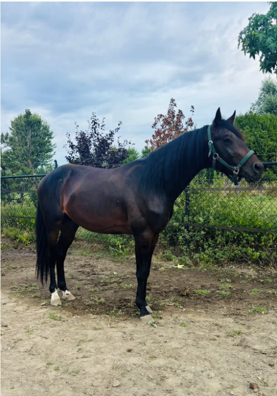 kwpn pony ruin 3 Jahre alt donkerbruin zu verkaufen - Foto 2